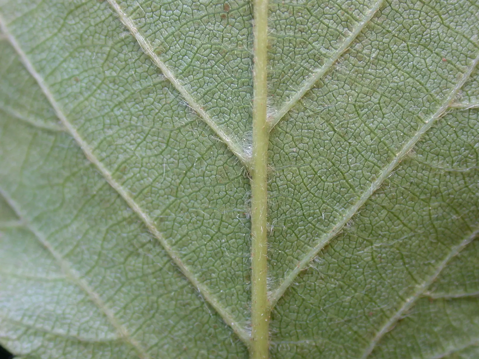 Eastern Hop Hornbean (Ostrya Virginiana) — finely textured foliage that is medium to dark green in color; and they turn a stunning yellow to orange, image 64
