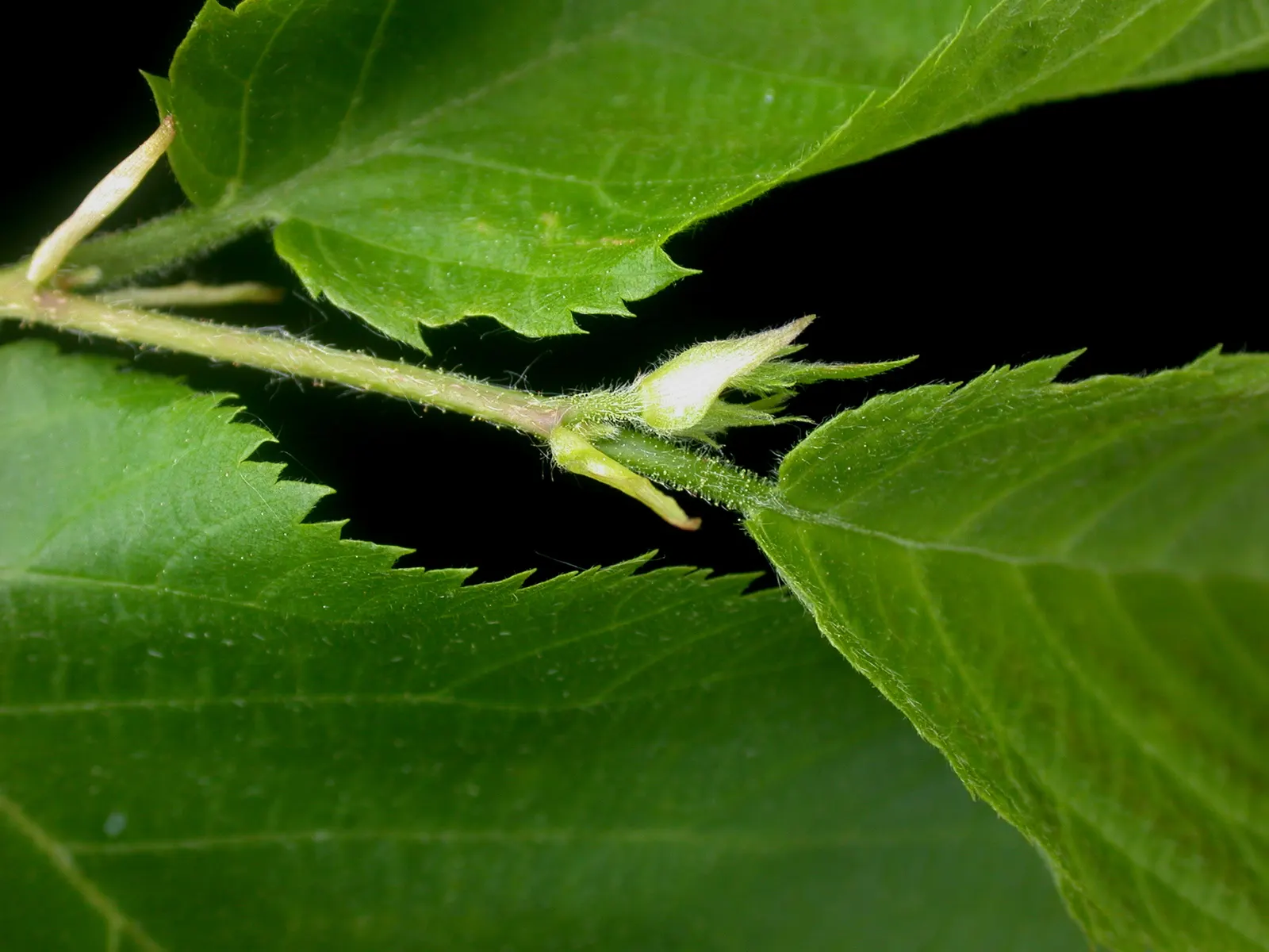 Eastern Hop Hornbean (Ostrya Virginiana) — is a deciduous tree native to North America that offers year-round interest for any garden or landscape, image 34