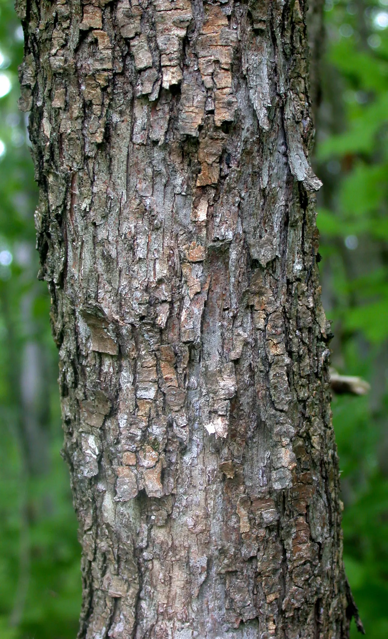 Eastern Hop Hornbean (Ostrya Virginiana) — though it is adaptable to various soil types; making it a low-maintenance option for landscape designs seeking a mix