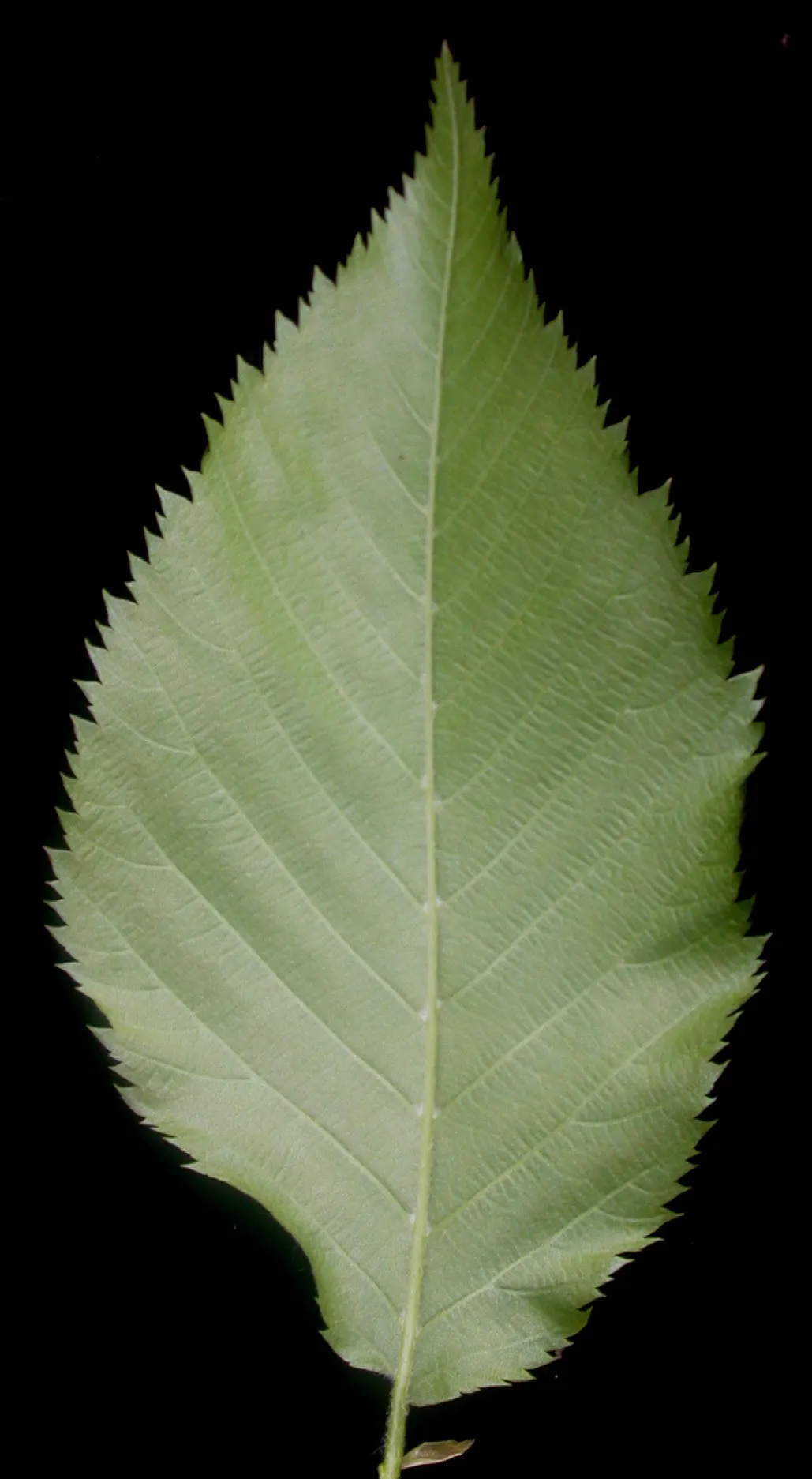 Eastern Hop Hornbean (Ostrya Virginiana) — the Eastern Hop Hornbeam has an attractive; its dense wood and resistance to disease make it ideal for, image 63