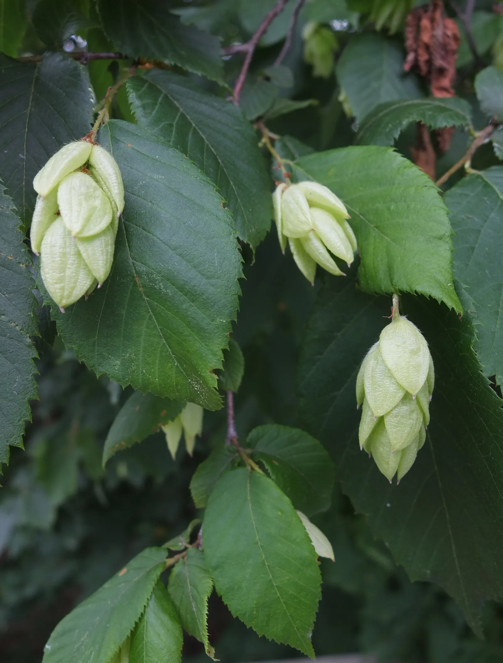 Eastern Hop Hornbean (Ostrya Virginiana) — green flowers in the garden