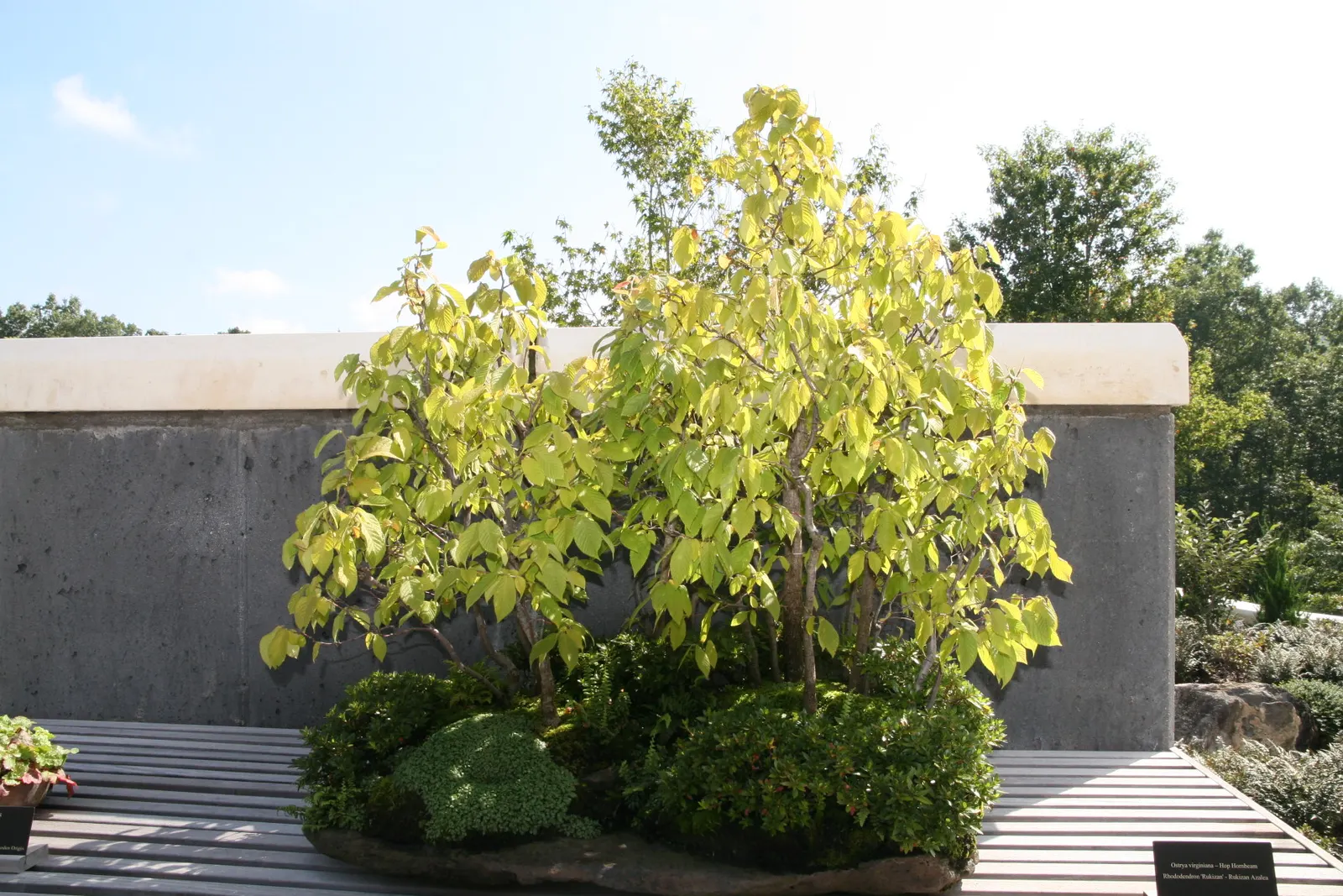 Eastern Hop Hornbean (Ostrya Virginiana) — the flaky bark presents a shaggy appearance