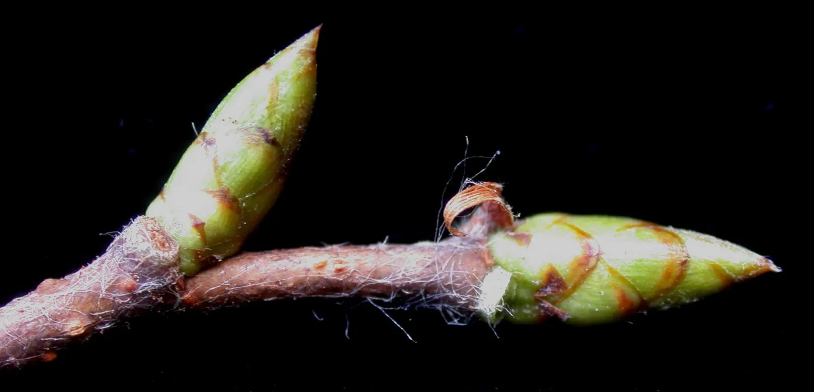 Eastern Hop Hornbean (Ostrya Virginiana) — which resembles the hops used in beer production