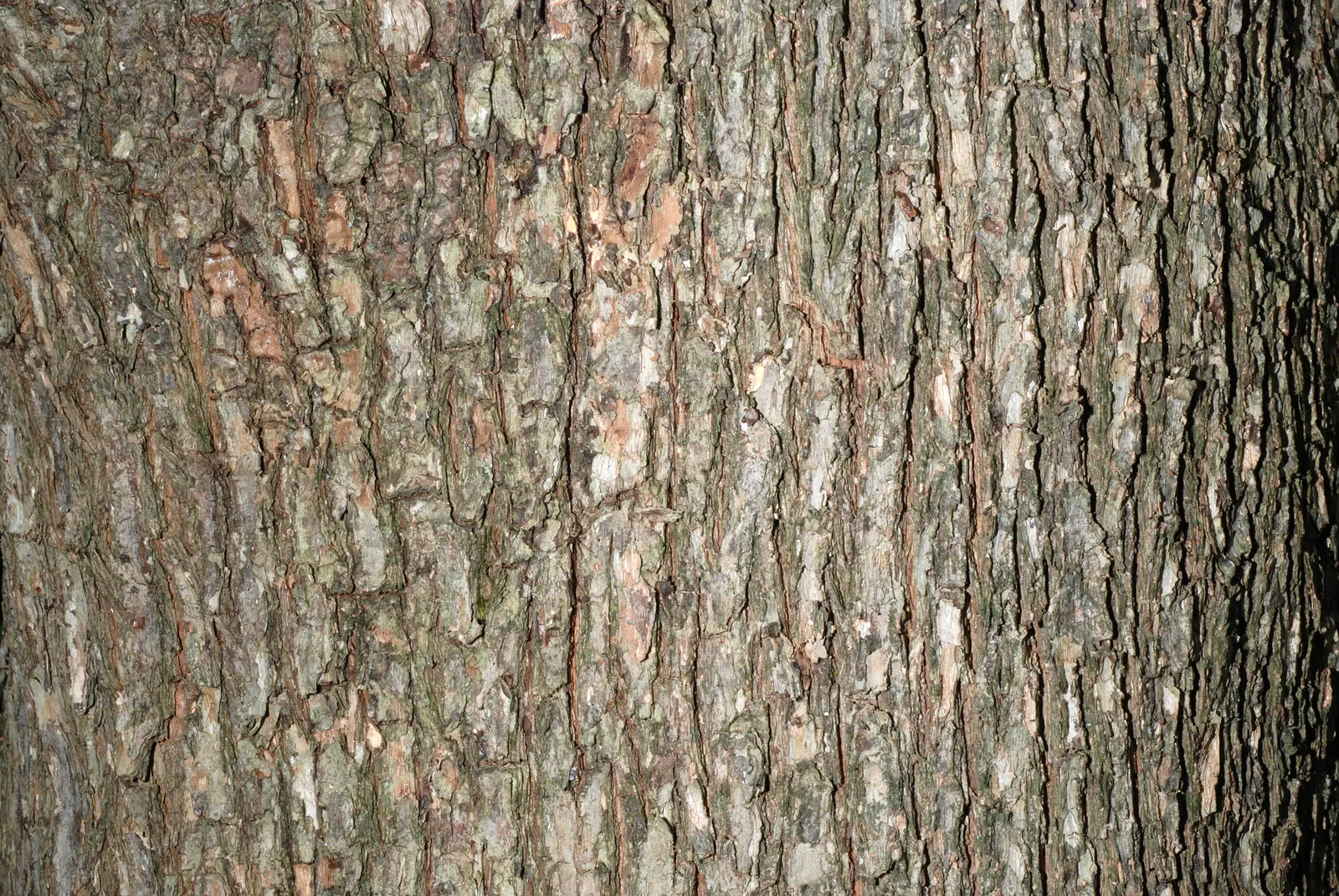 Eastern Hop Hornbean (Ostrya Virginiana) — Its leaves are oblong in shape; including those that are rocky or clay-heavy, image 65