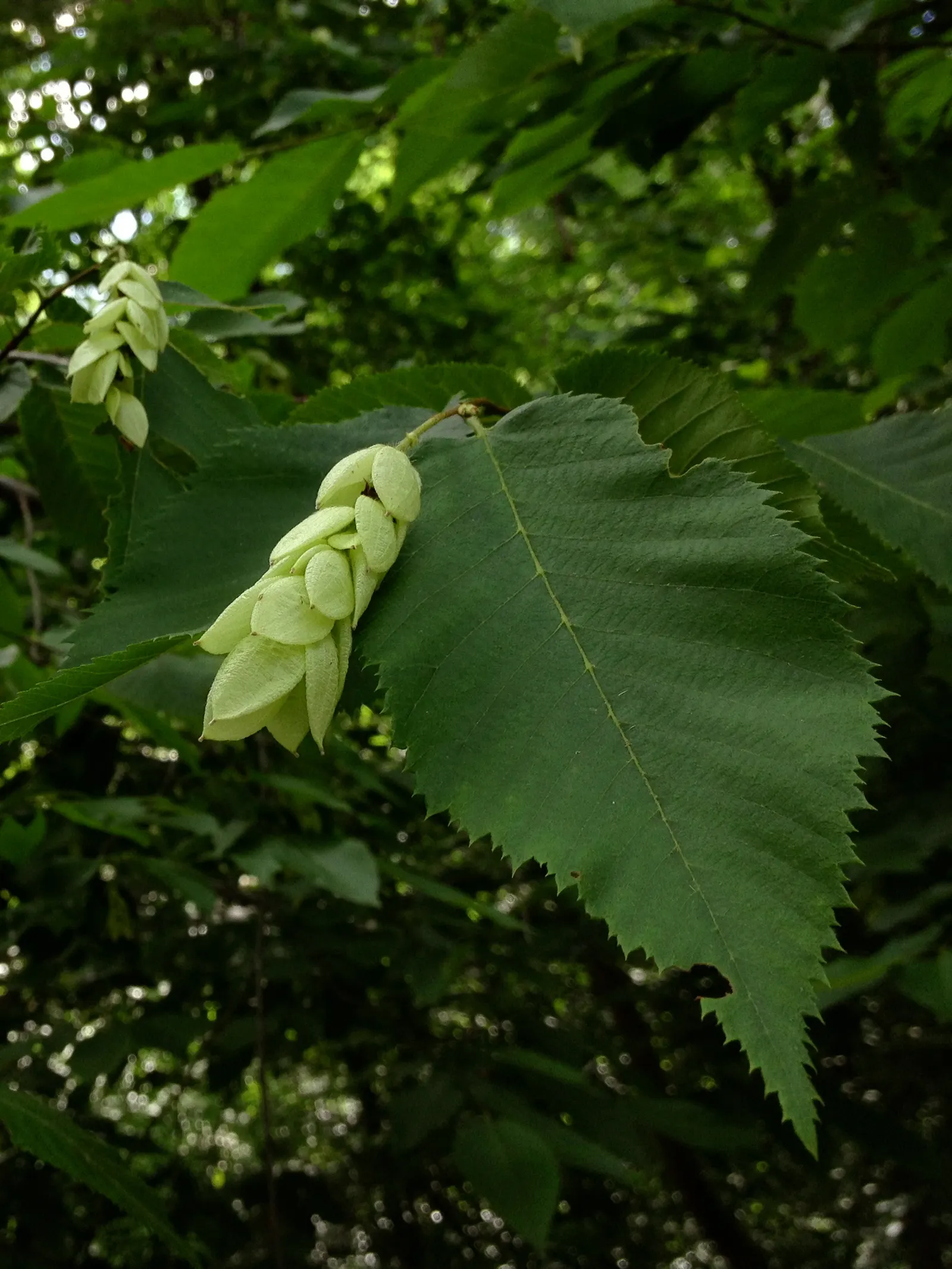 Eastern Hop Hornbean (Ostrya Virginiana) — the Eastern Hop Hornbeam is a durable and aesthetically pleasing addition to any garden; this deciduous species