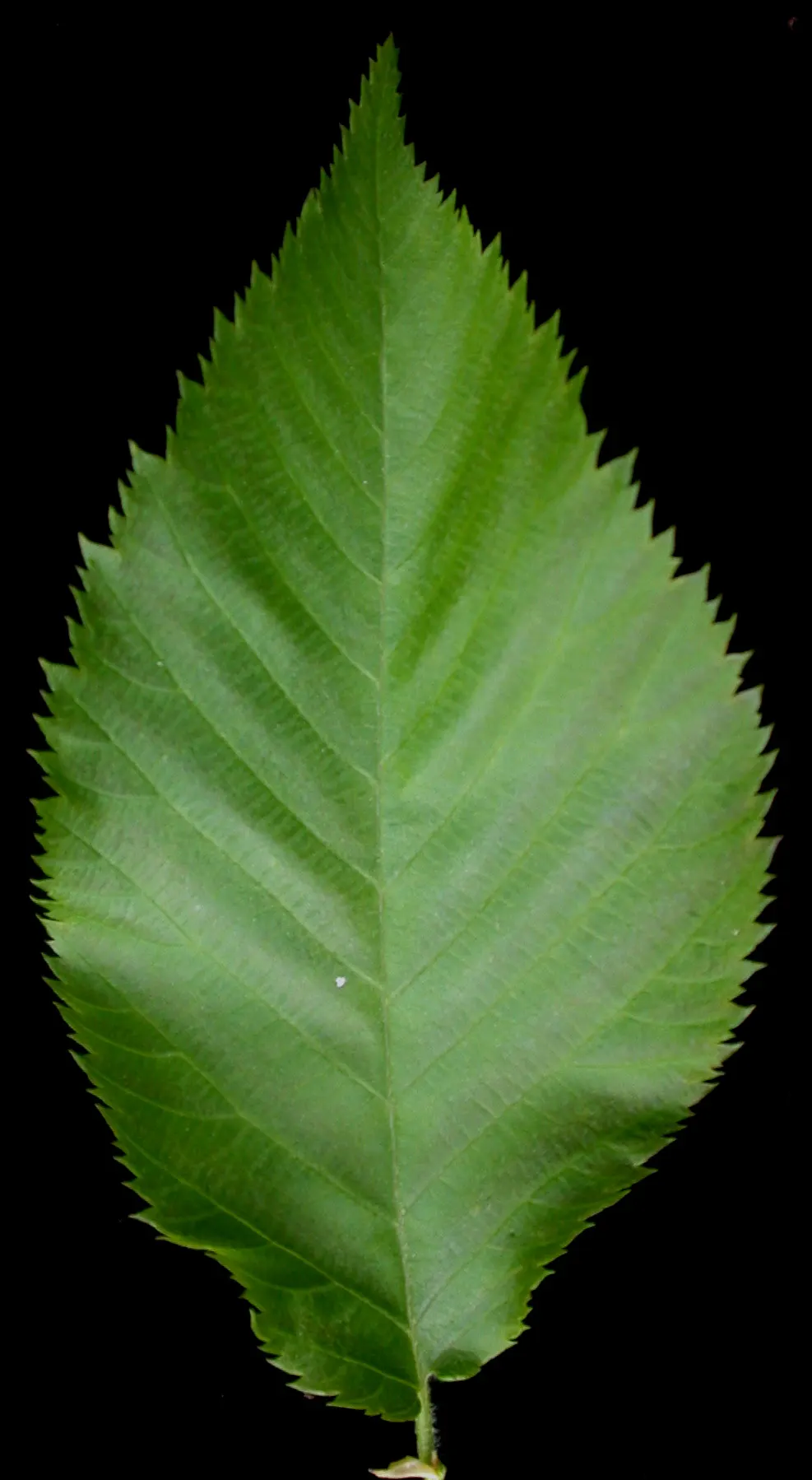Eastern Hop Hornbean (Ostrya Virginiana) — tall with a slender, rounded crown; its leaves are oblong in shape, image 56