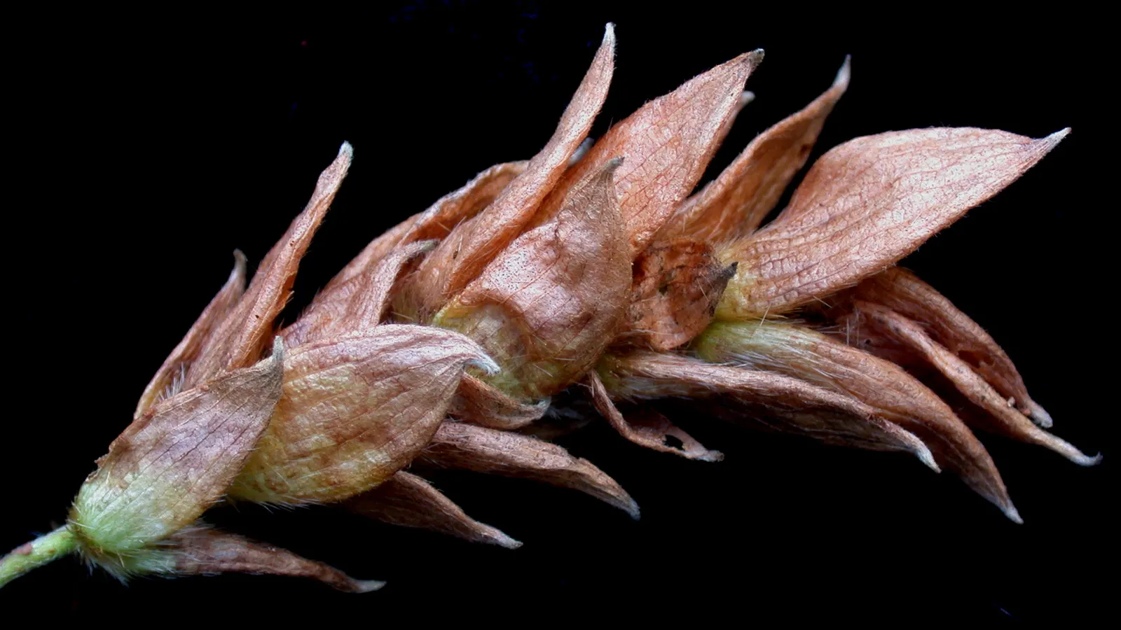 Eastern Hop Hornbean (Ostrya Virginiana) — finely textured foliage that is medium to dark green in color; and they turn a stunning yellow to orange color in