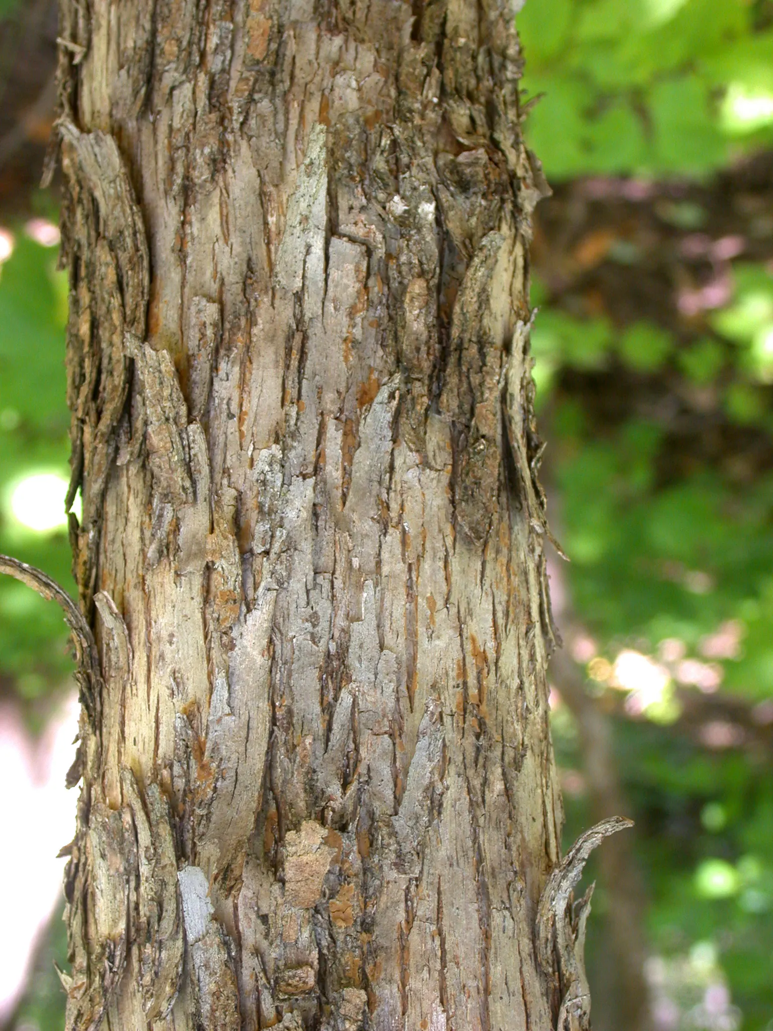 Eastern Hop Hornbean (Ostrya Virginiana) — finely textured foliage that is medium to dark green in color