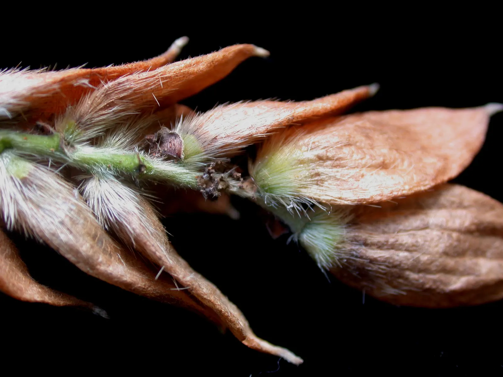 Eastern Hop Hornbean (Ostrya Virginiana) — Its dense wood and resistance to disease make it ideal for urban plantings and natural landscapes; measuring 2 to 5