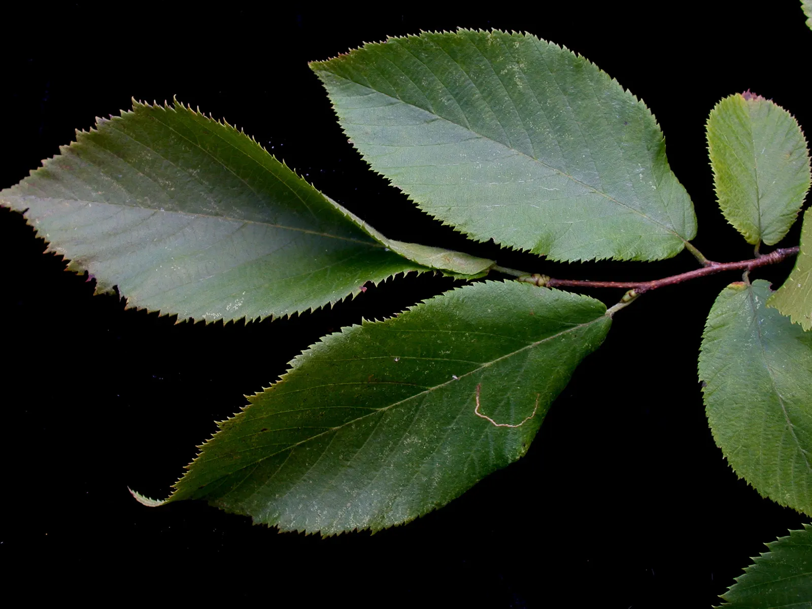 Eastern Hop Hornbean (Ostrya Virginiana) — Eastern Hop Hornbeam (Ostrya virginiana), a durable native understory tree, grows 20-40 ft; recognizable for its