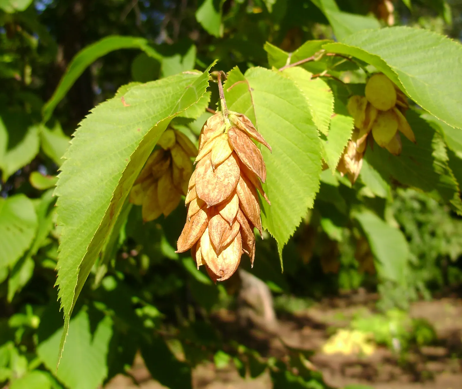 Eastern Hop Hornbean (Ostrya Virginiana) — measuring 2 to 5 inches long