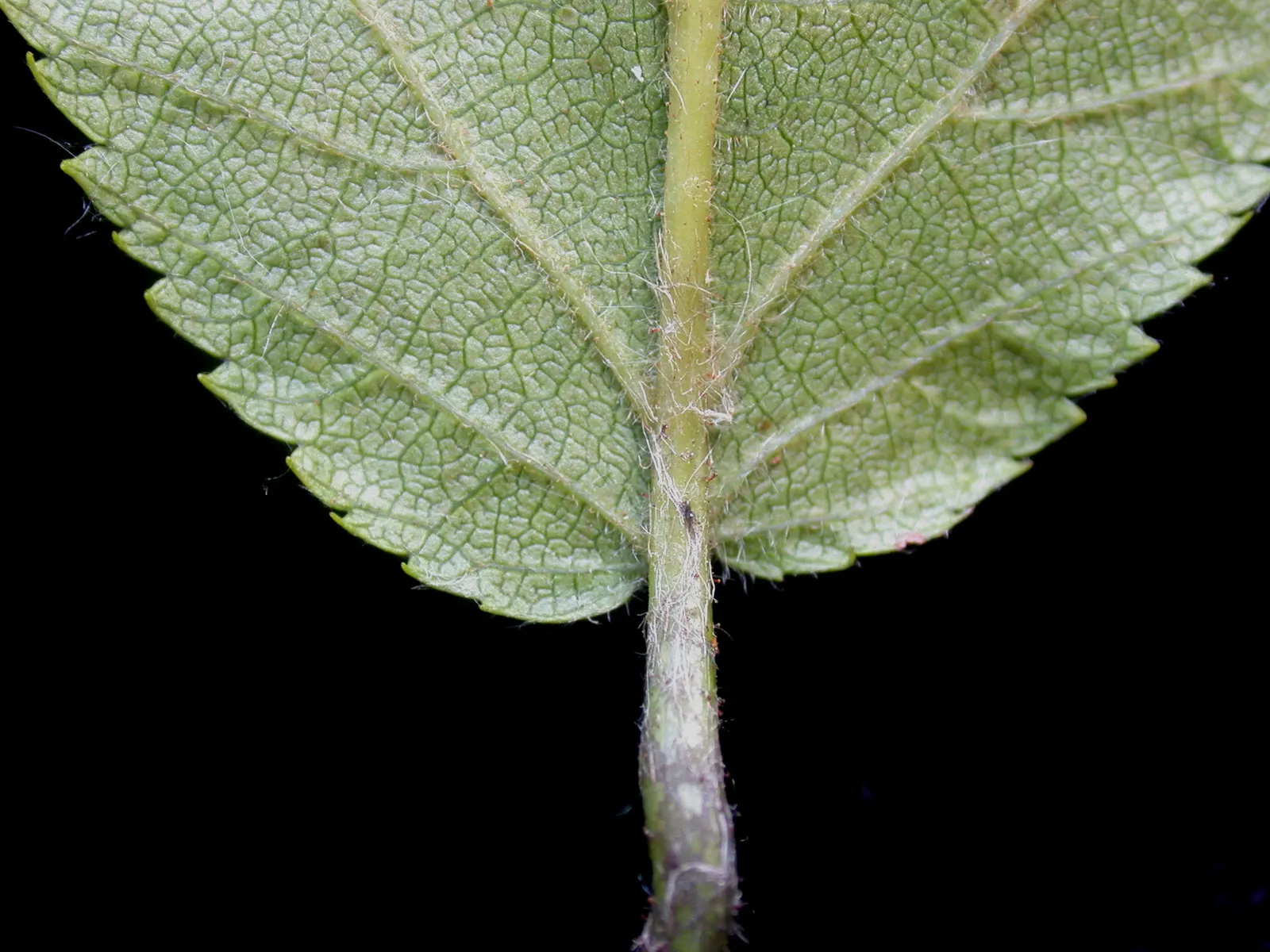 Eastern Hop Hornbean (Ostrya Virginiana) — Its dense wood and resistance to disease make it ideal for urban plantings and natural landscapes