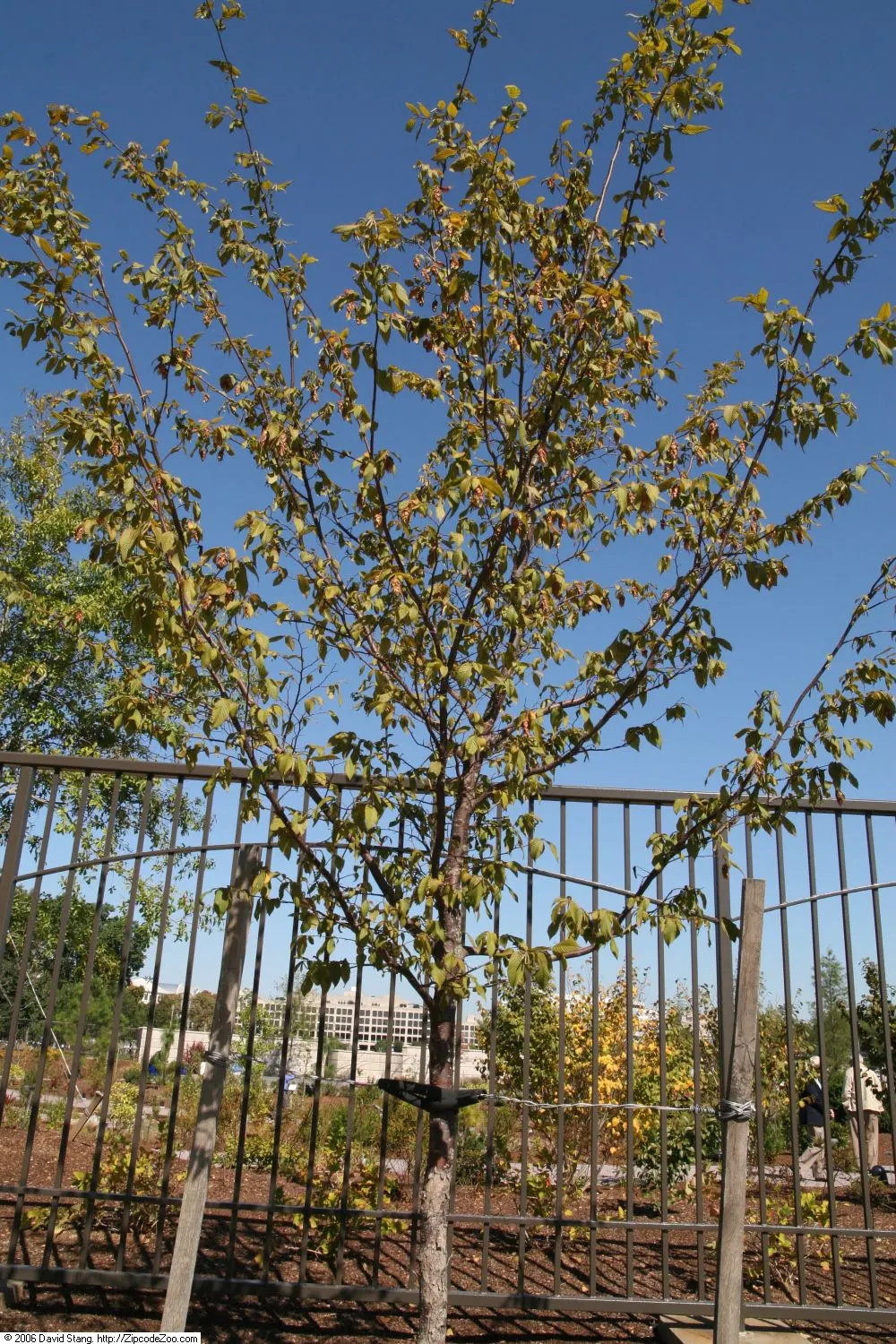 Eastern Hop Hornbean (Ostrya Virginiana) — is a deciduous tree native to North America that offers year-round interest for any garden or landscape, image 61