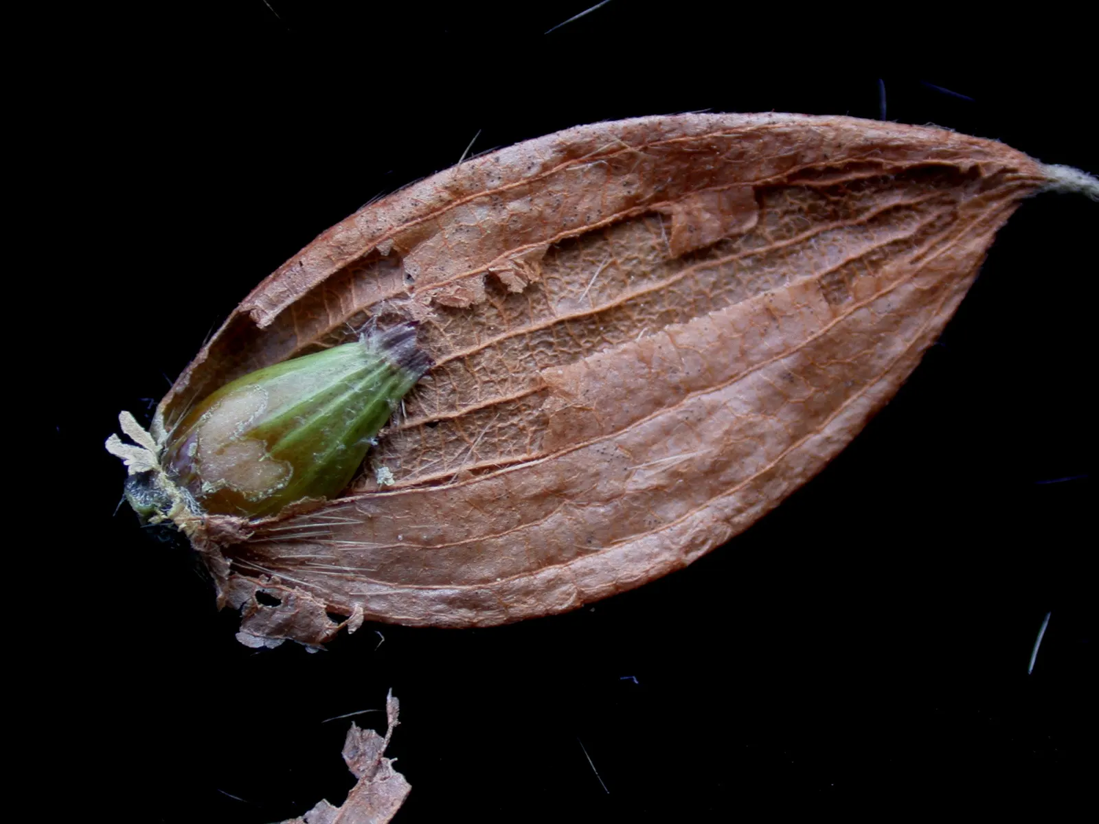 Eastern Hop Hornbean (Ostrya Virginiana) — Recognizable for its shaggy bark and hop-like fruit clusters