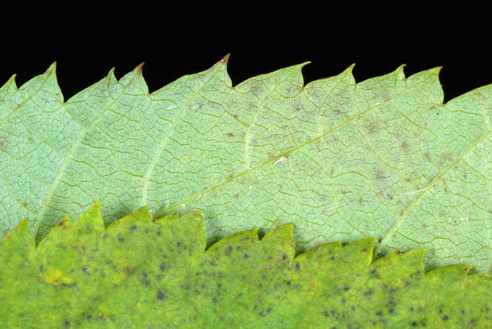 Eastern Hop Hornbean (Ostrya Virginiana) — and they turn a stunning yellow to orange color in the fall
