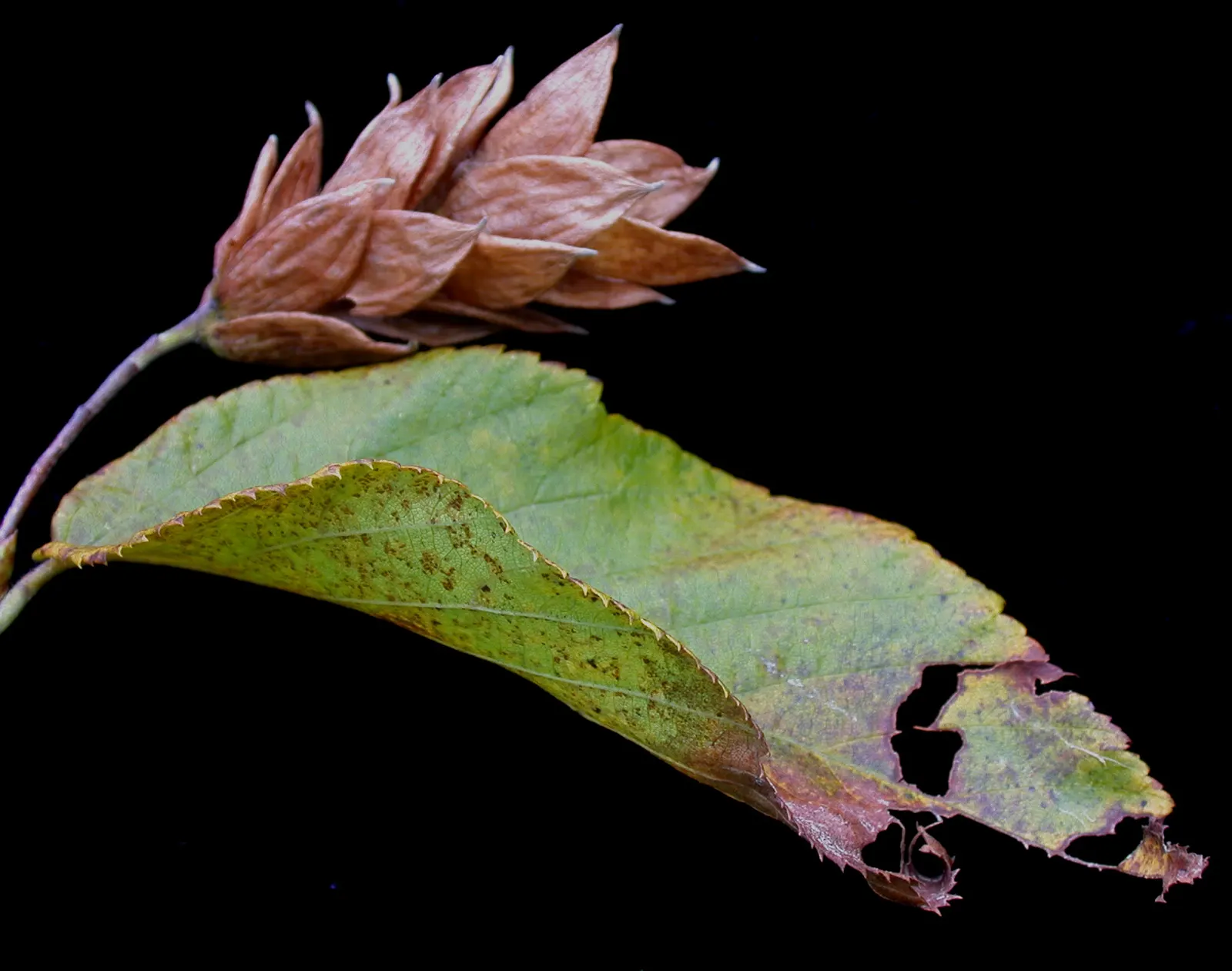 Eastern Hop Hornbean (Ostrya Virginiana) — providing textural interest throughout the year.<br><br>The tree's name comes from its fruit; it prefers full sun to