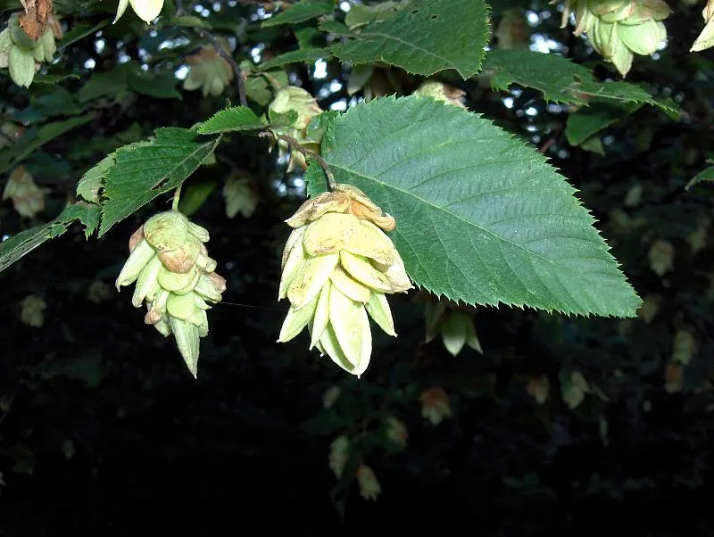 Eastern Hop Hornbean (Ostrya Virginiana) — This deciduous species boasts fine-textured leaves that turn attractive yellow in fall