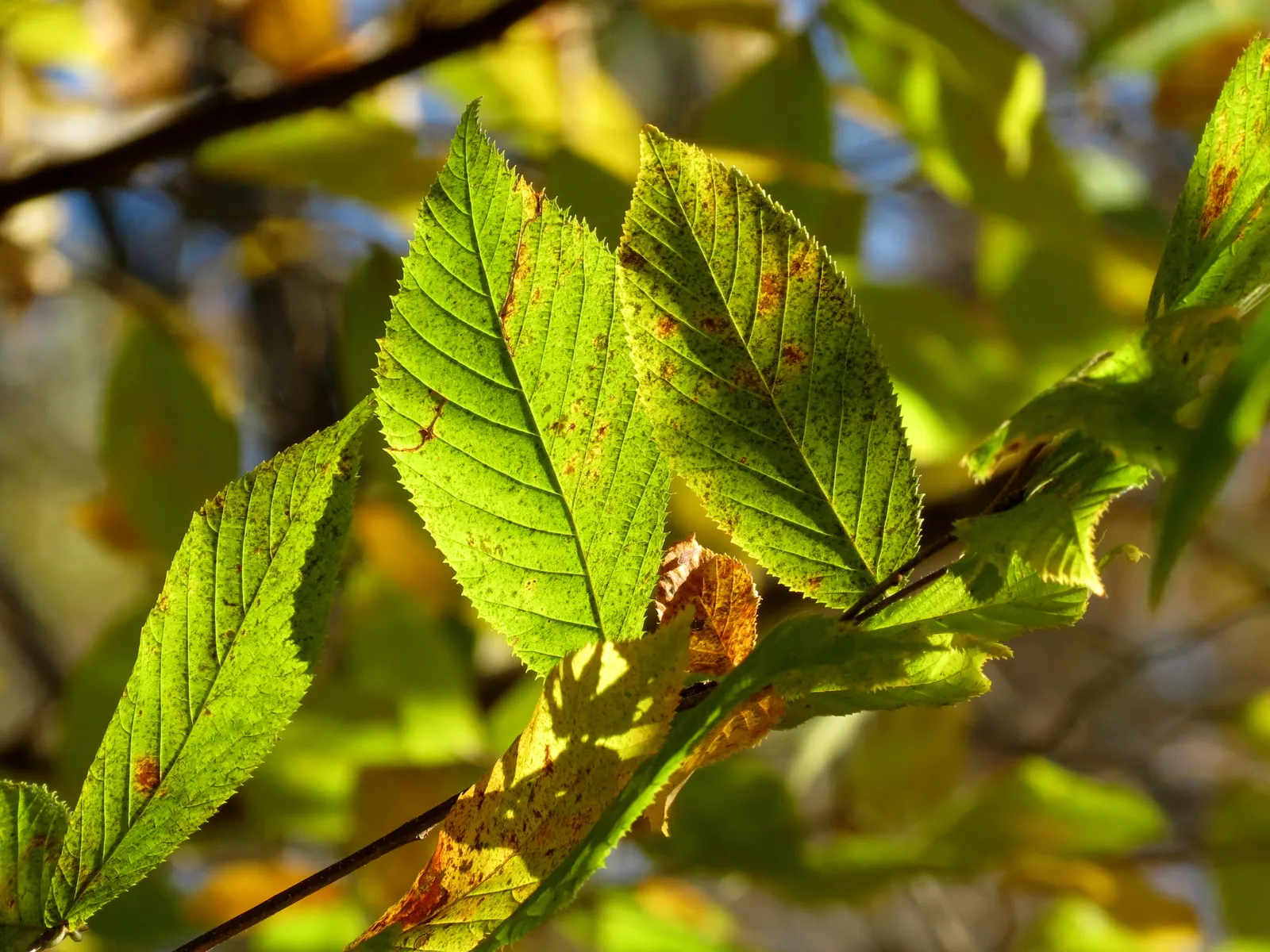 Eastern Hop Hornbean (Ostrya Virginiana) — Recognizable for its shaggy bark and hop-like fruit clusters; green flowers in the garden, image 58