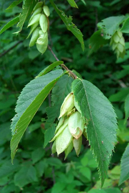 Eastern Hop Hornbean (Ostrya Virginiana) — Its leaves are oblong in shape; including those that are rocky or clay-heavy