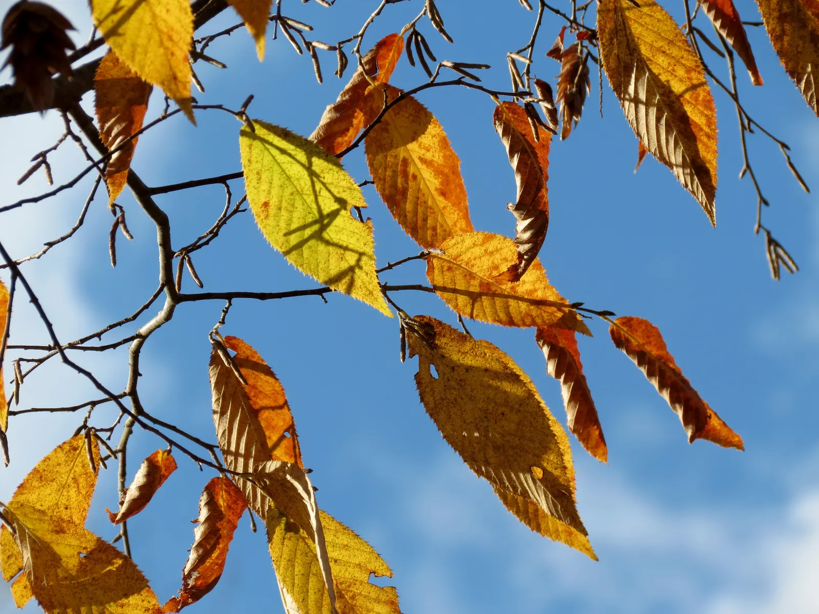 Eastern Hop Hornbean (Ostrya Virginiana) — This deciduous species boasts fine-textured leaves that turn attractive yellow in fall; ostrya, image 57