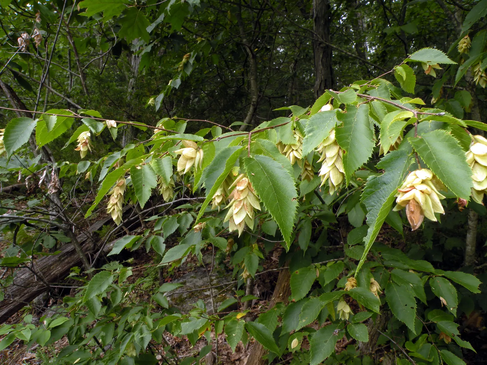 Eastern Hop Hornbean (Ostrya Virginiana) — tall with a slender, rounded crown; its leaves are oblong in shape