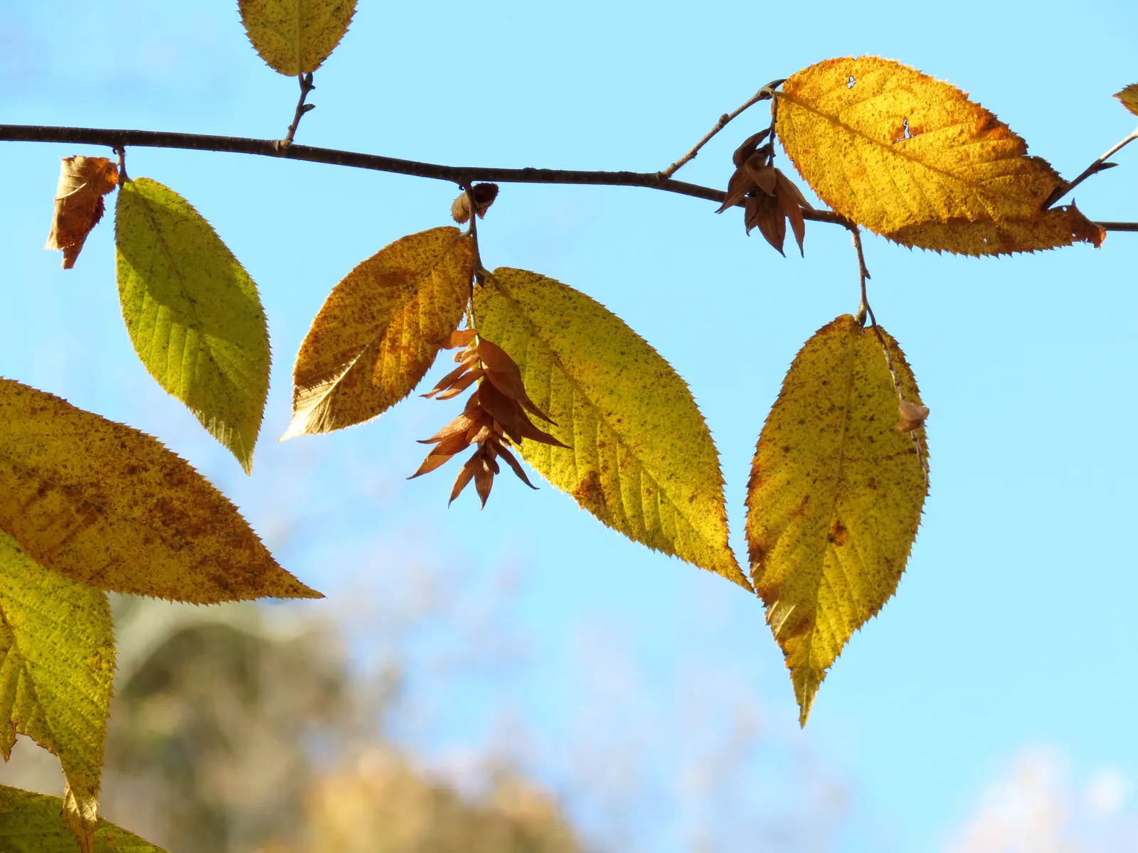 Eastern Hop Hornbean (Ostrya Virginiana) — it thrives in well-drained soils under full sun to part shade