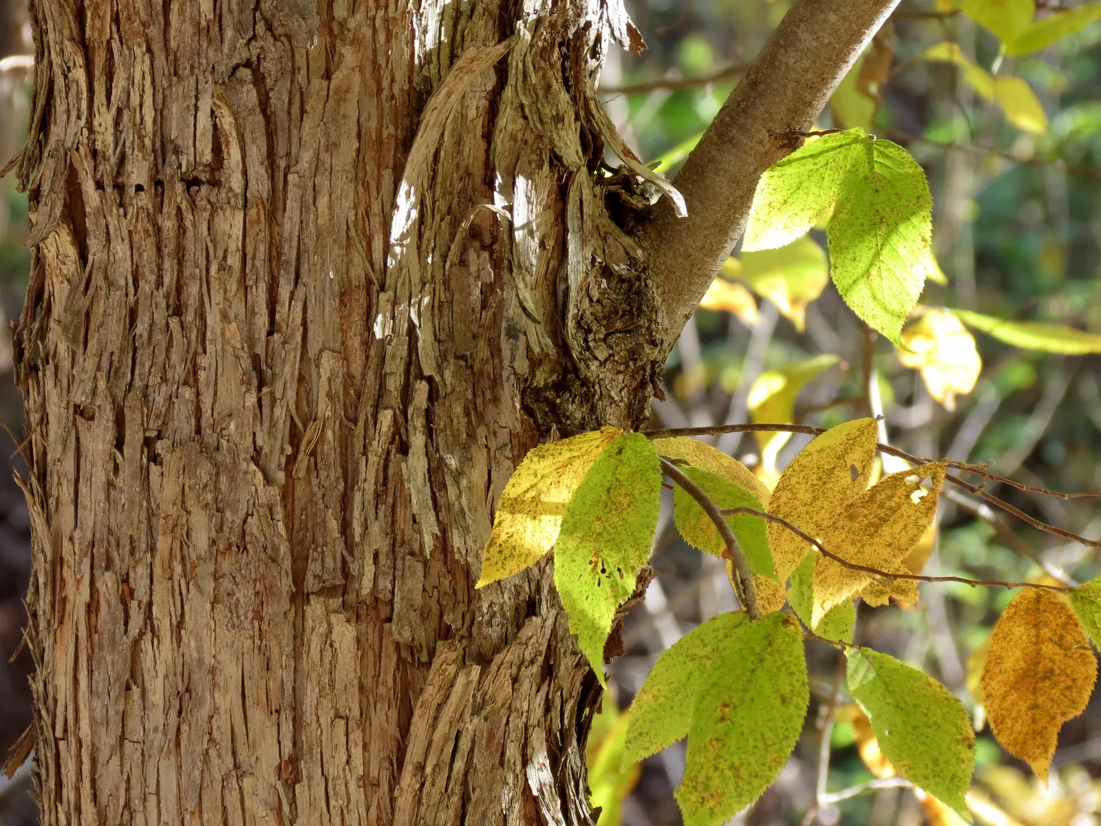 Eastern Hop Hornbean (Ostrya Virginiana) — and they turn a stunning yellow to orange color in the fall; is a deciduous tree native to North America that offers