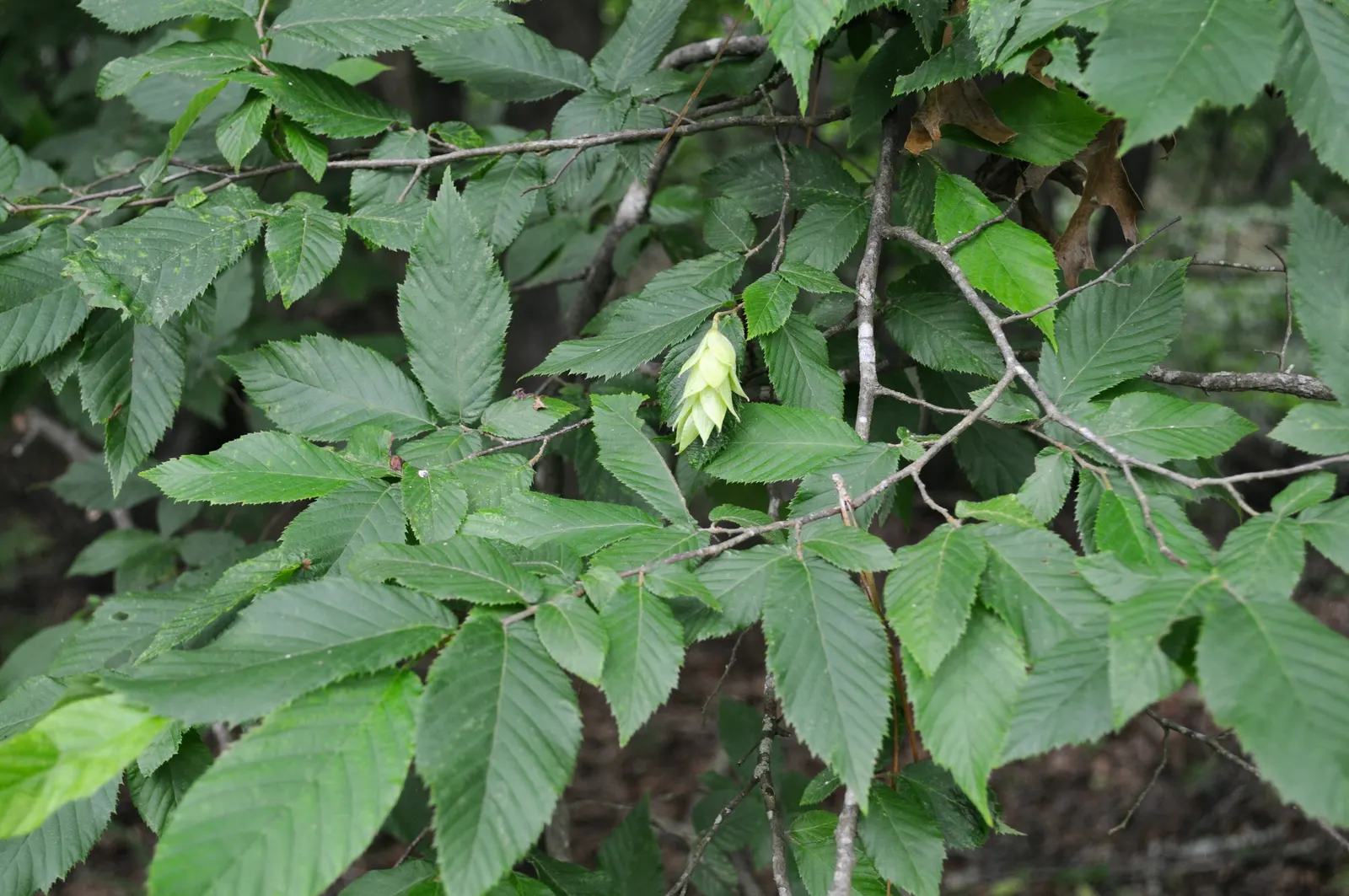 Eastern Hop Hornbean (Ostrya Virginiana) — the Eastern Hop Hornbeam is a durable and aesthetically pleasing addition to any garden