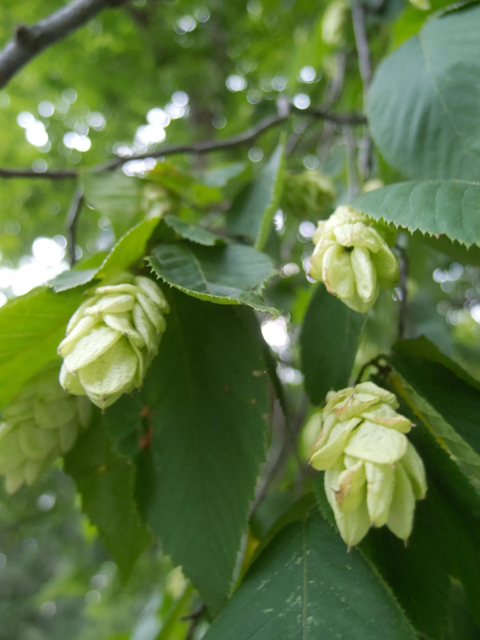 Eastern Hop Hornbean (Ostrya Virginiana) — Ostrya virginiana thrives in well-drained soil