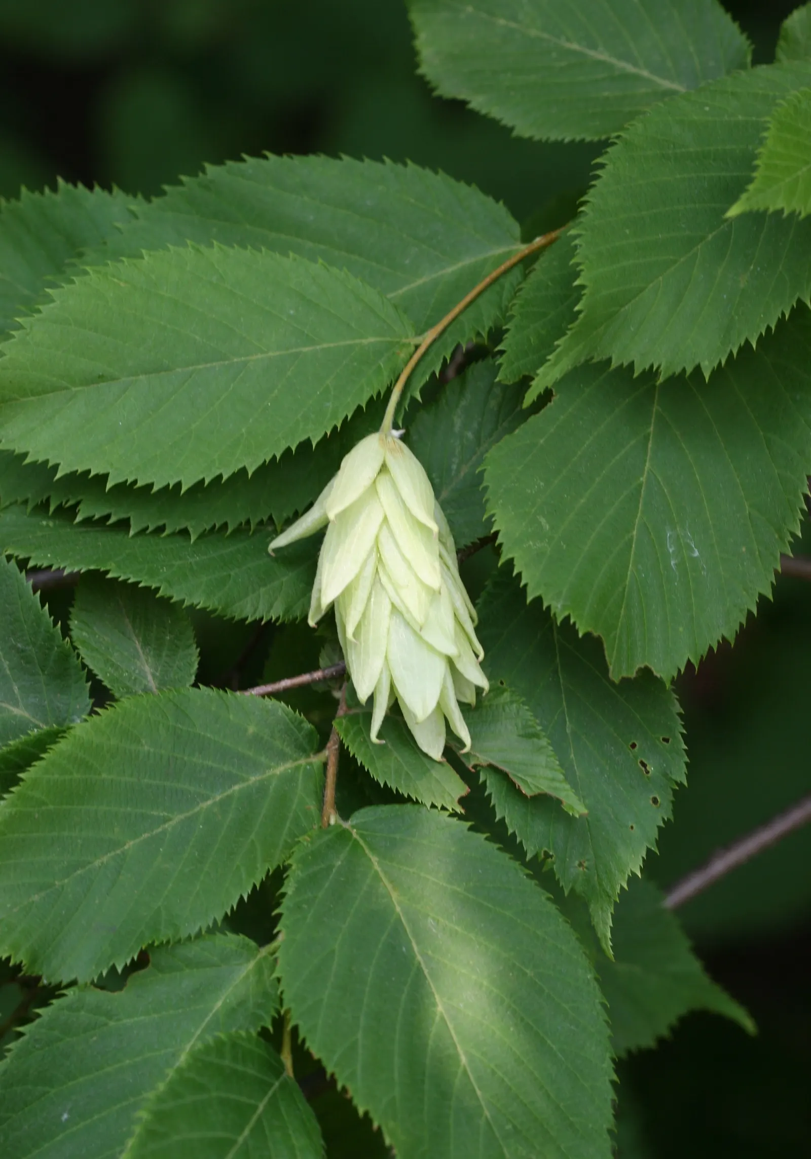 Eastern Hop Hornbean (Ostrya Virginiana) — Mature specimens typically reach heights between 25 and 40 feet