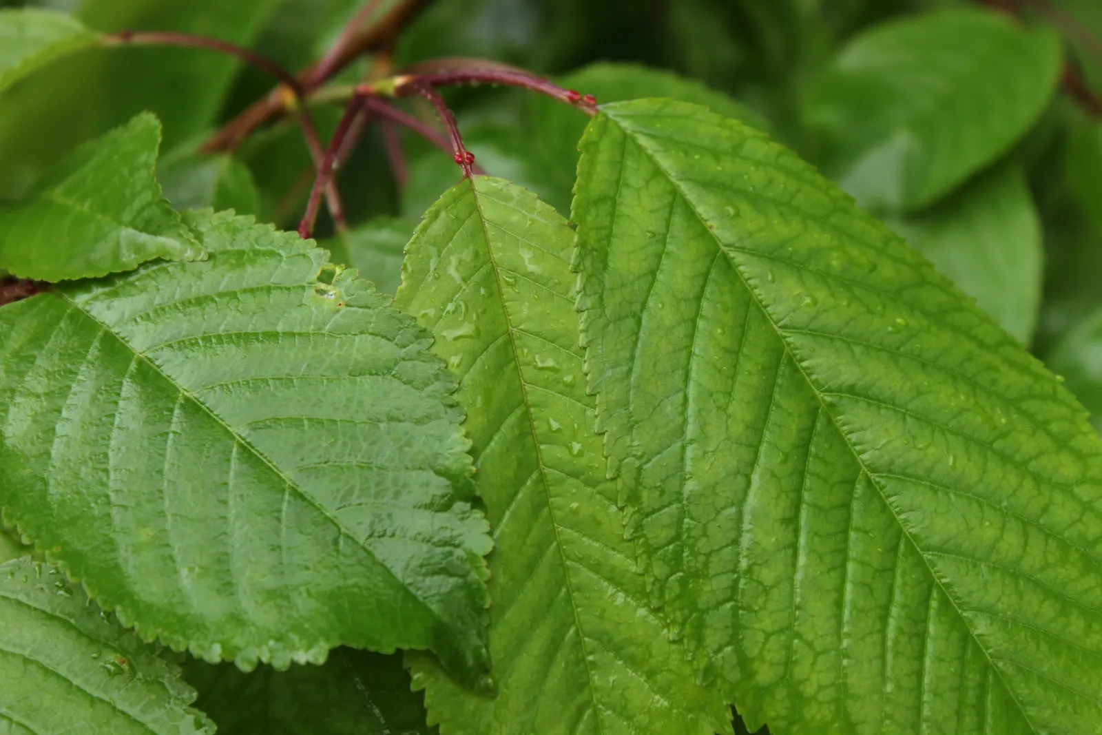 Eastern Hop Hornbean (Ostrya Virginiana) — providing textural interest throughout the year.<br><br>The tree's name comes from its fruit