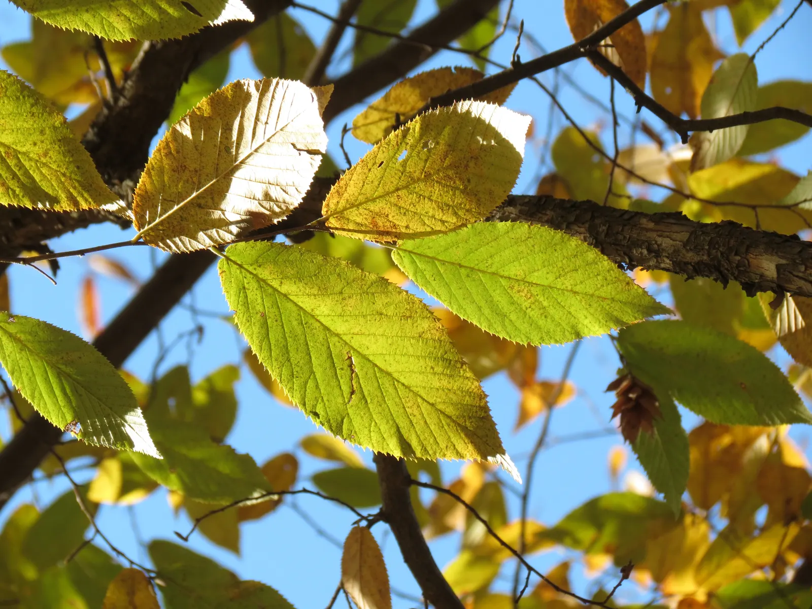 Eastern Hop Hornbean (Ostrya Virginiana) — Ostrya virginiana thrives in well-drained soil; providing textural interest throughout the year.<br><br>The tree's