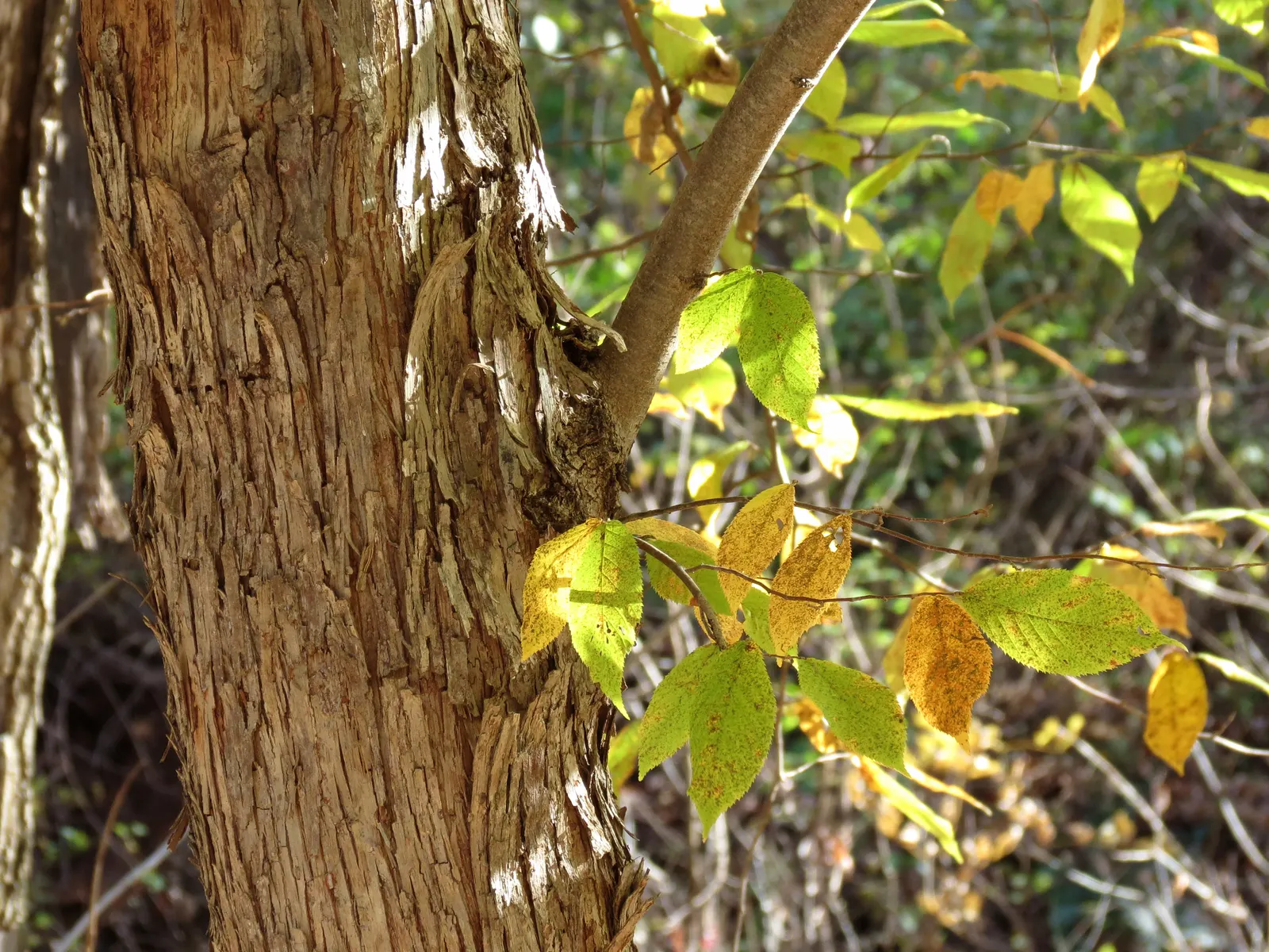 Eastern Hop Hornbean (Ostrya Virginiana) — With its moderate growth rate and few serious pest or disease issues, image 50