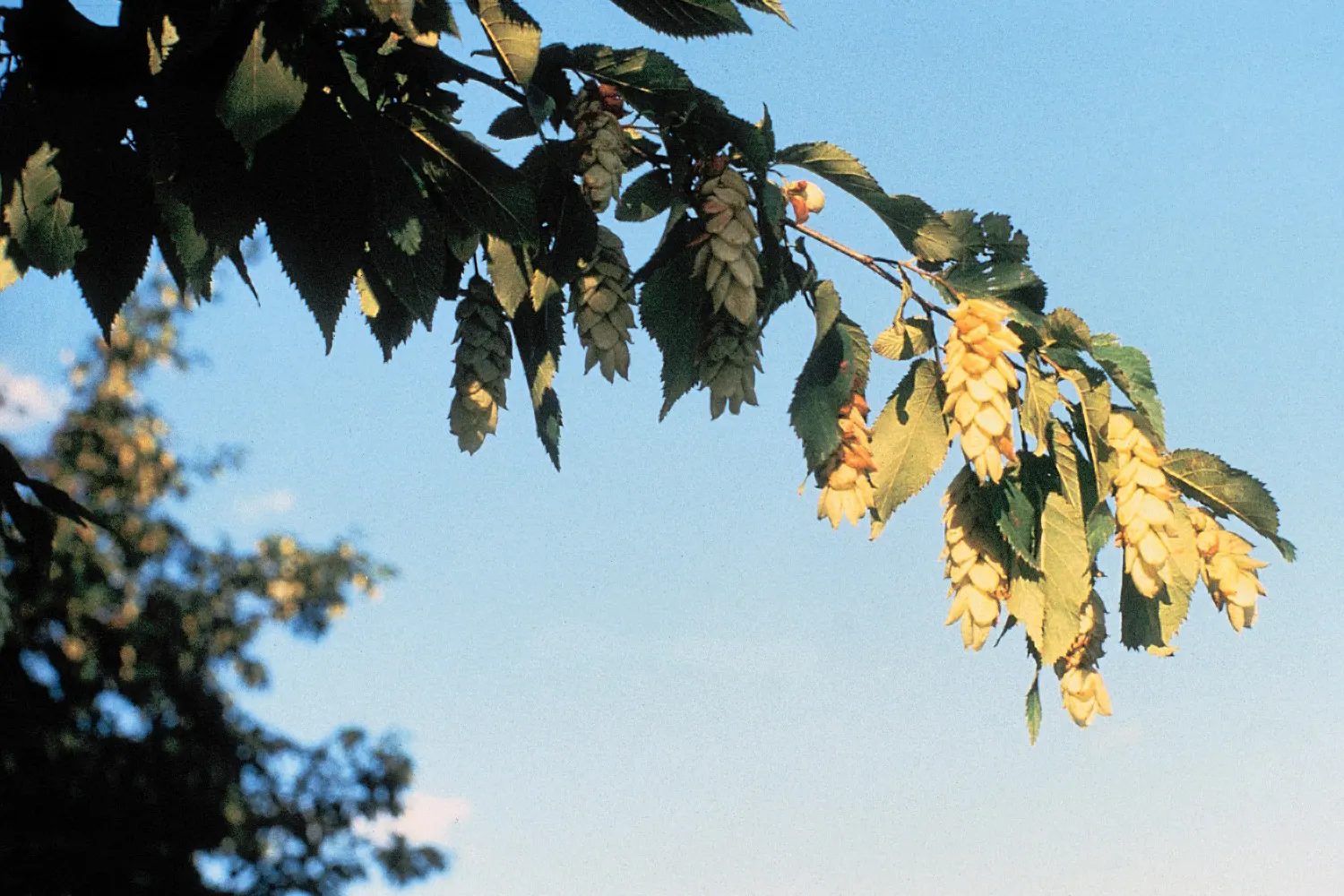Eastern Hop Hornbean (Ostrya Virginiana) — tree with green blooms