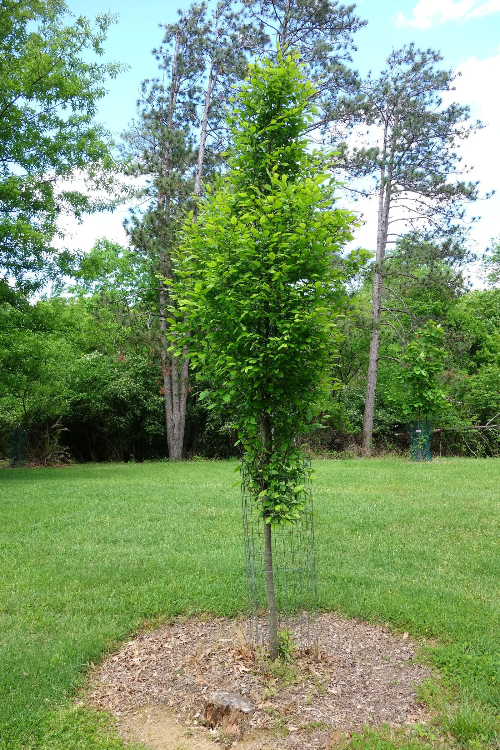 Eastern Hop Hornbean (Ostrya Virginiana) — With its moderate growth rate and few serious pest or disease issues