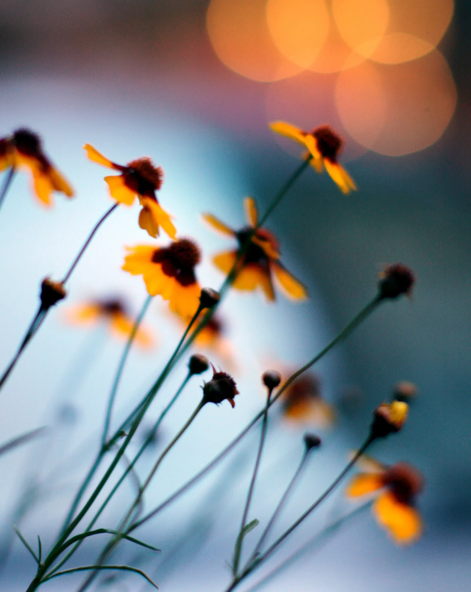 Starlight Tickseed (Coreopsis 'Starlight') — Coreopsis 'Starlight' is a vibrant perennial ideal for sunny borders
