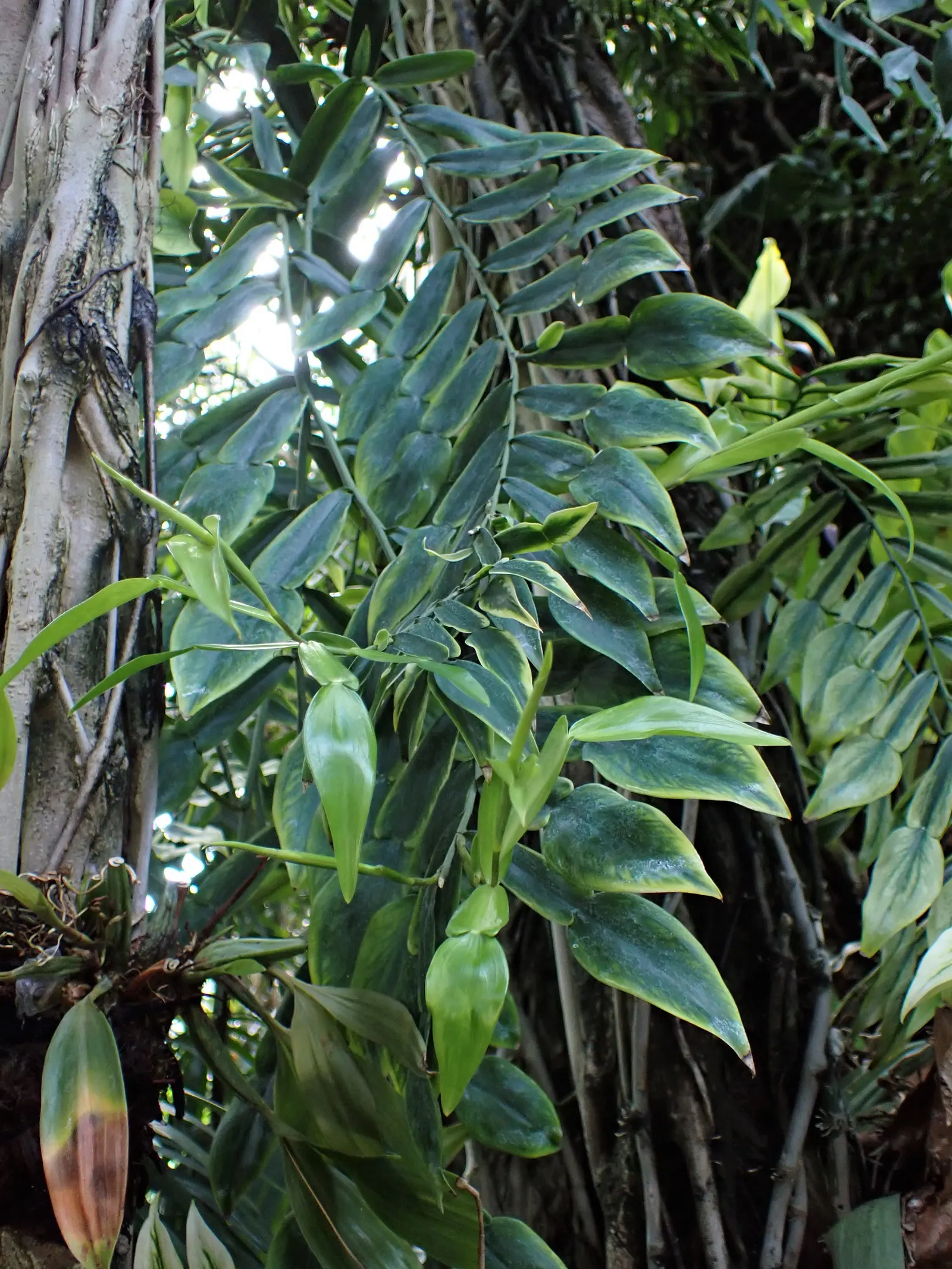 Pothos (Epipremnum Aureum) — It prefers well-draining soil and moderate watering, forgiving occasional neglect; commonly referred to as Pothos or, image 42