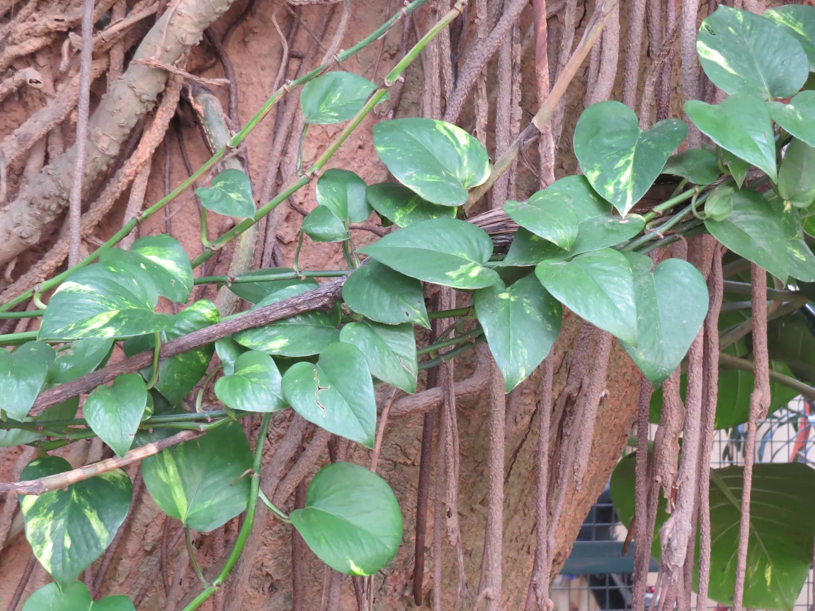 Pothos (Epipremnum Aureum) — perennial / vine for deep shade or half or shade; or trained along trellises and walls, image 133