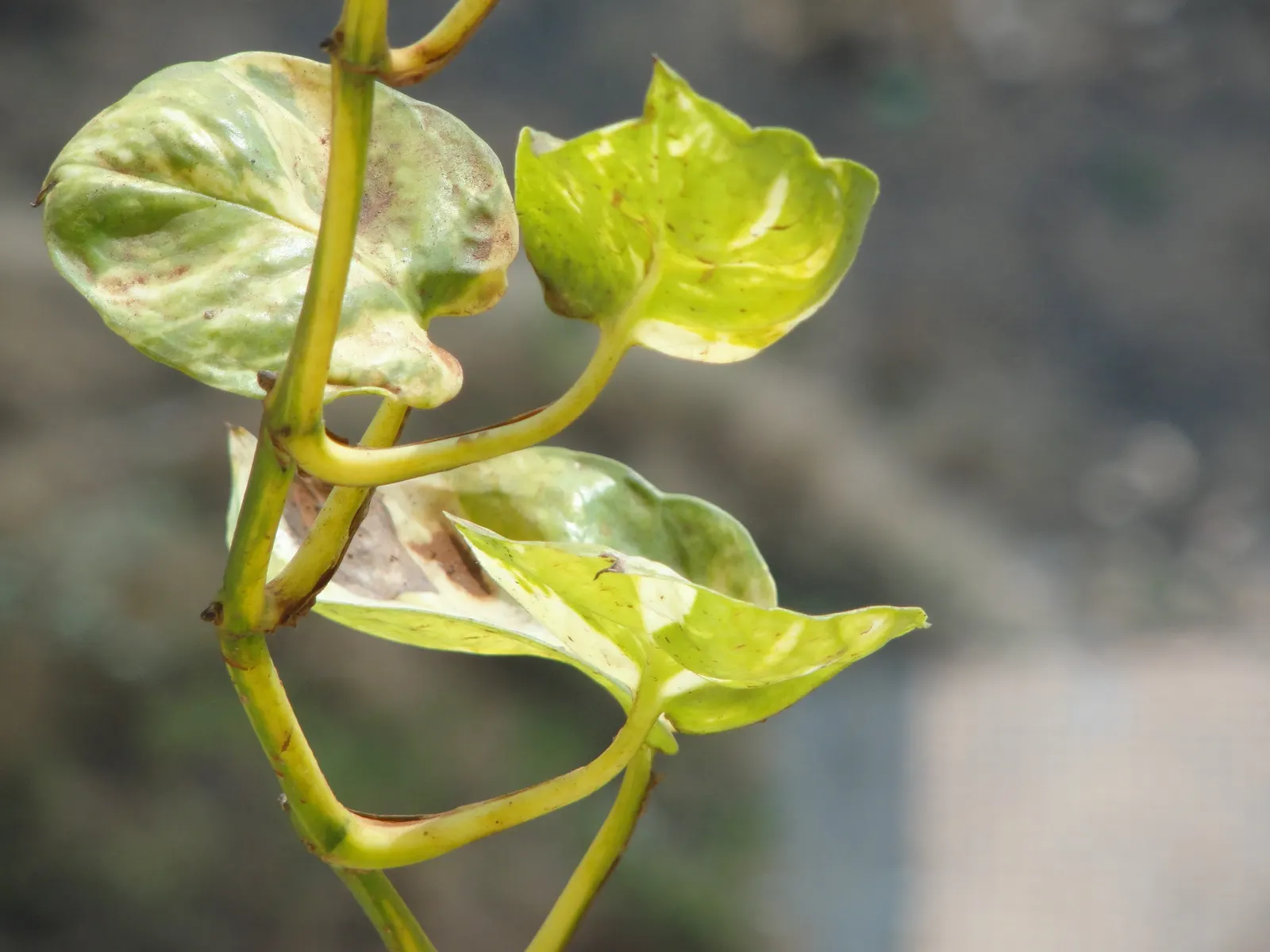 Pothos (Epipremnum Aureum) — A perfect accent in hanging baskets or climbing on structures when provided support; regular pruning can help maintain, image 157