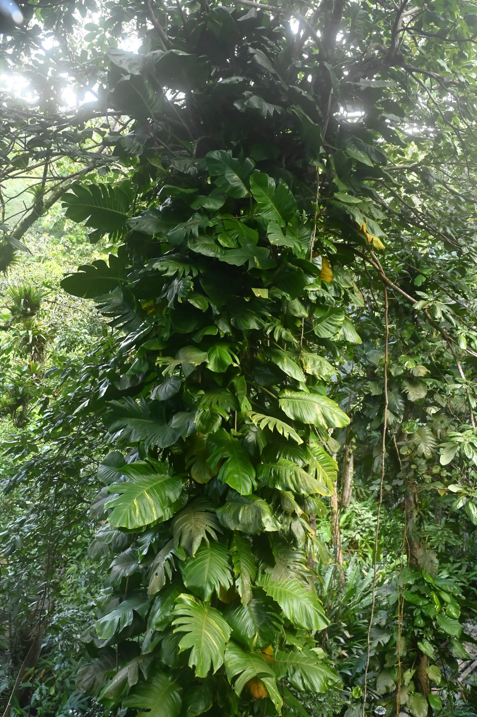 Pothos (Epipremnum Aureum) — With heart-shaped leaves marked by yellow or white variegation, it thrives in low-light; pothos can grow extensive, image 135