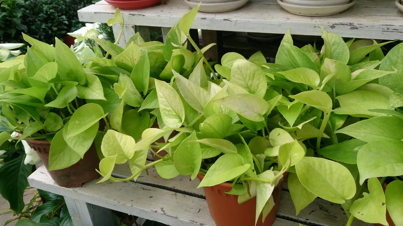 Pothos (Epipremnum Aureum) — This plant's forgiving nature is perfect for clients who may not be regular gardeners.<br><br>In terms of size, image 162
