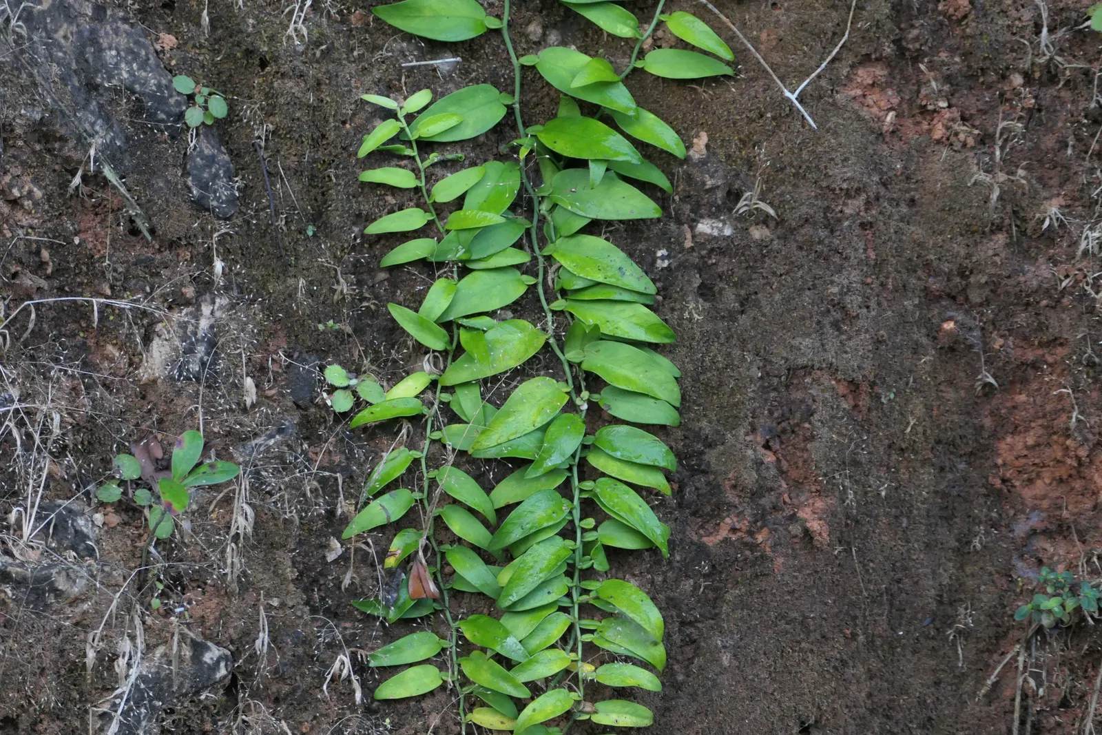 Pothos (Epipremnum Aureum) — perennial / vine for deep shade or half or shade