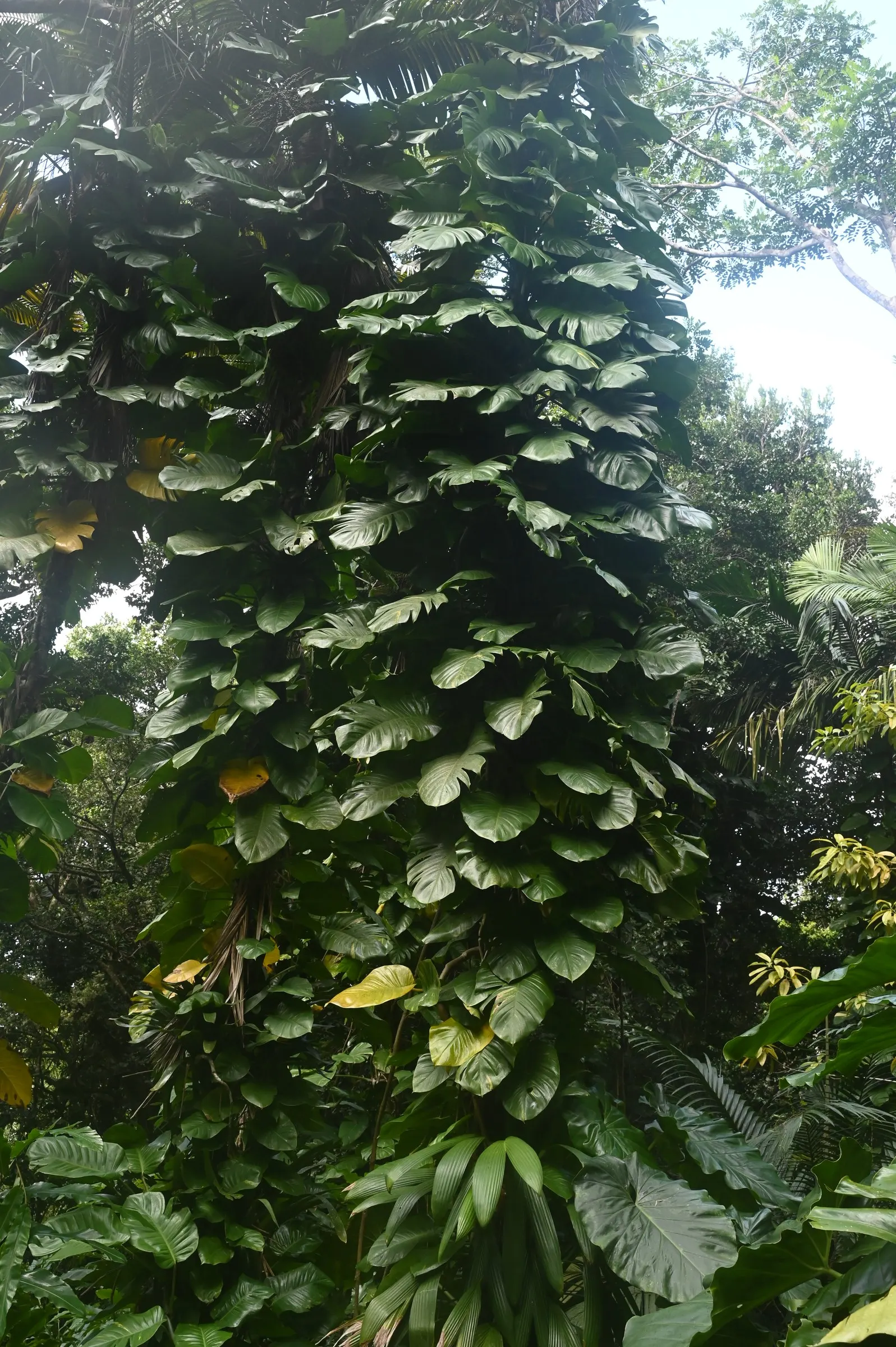 Pothos (Epipremnum Aureum) — perennial / vine for deep shade or half or shade; or trained along trellises and walls, image 95