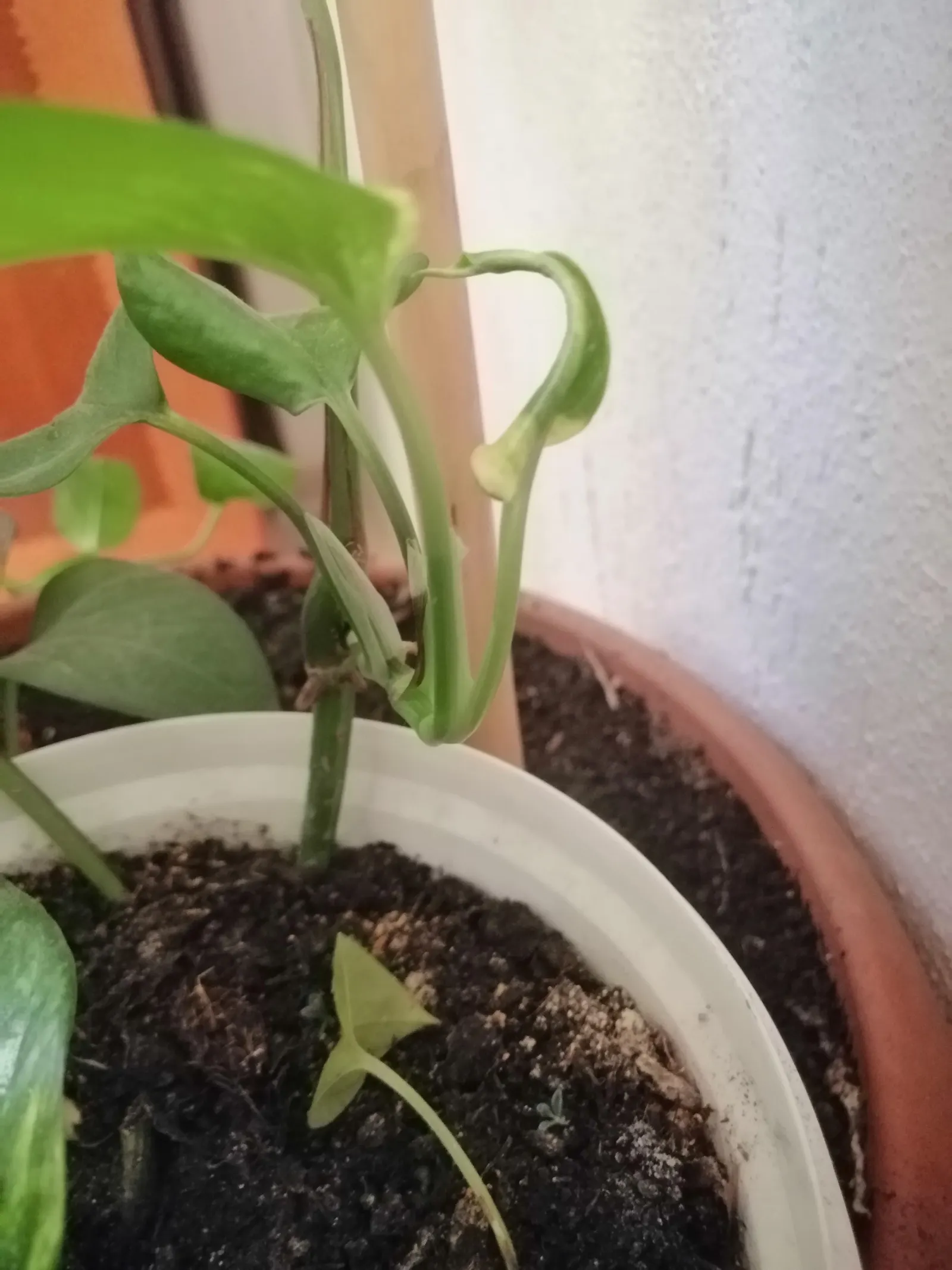 Pothos (Epipremnum Aureum) — Pothos can grow extensive vines; hanging baskets, specifically, allow the cascading vines to add dimension and depth, image 144