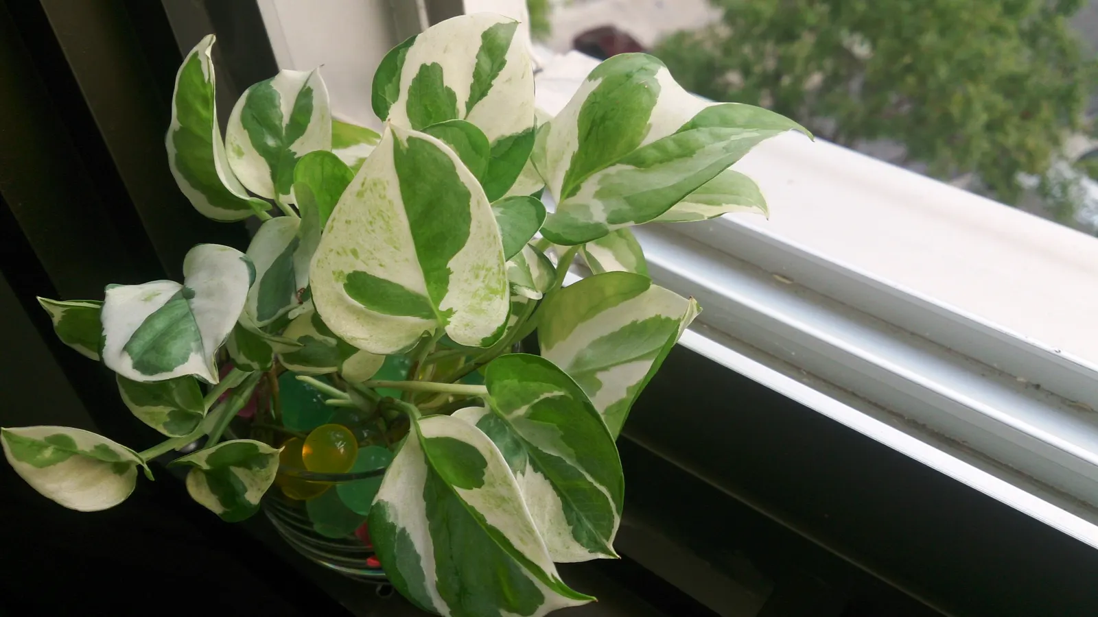 Pothos (Epipremnum Aureum) — It prefers well-draining soil and moderate watering, forgiving occasional neglect; commonly referred to as Pothos or, image 137