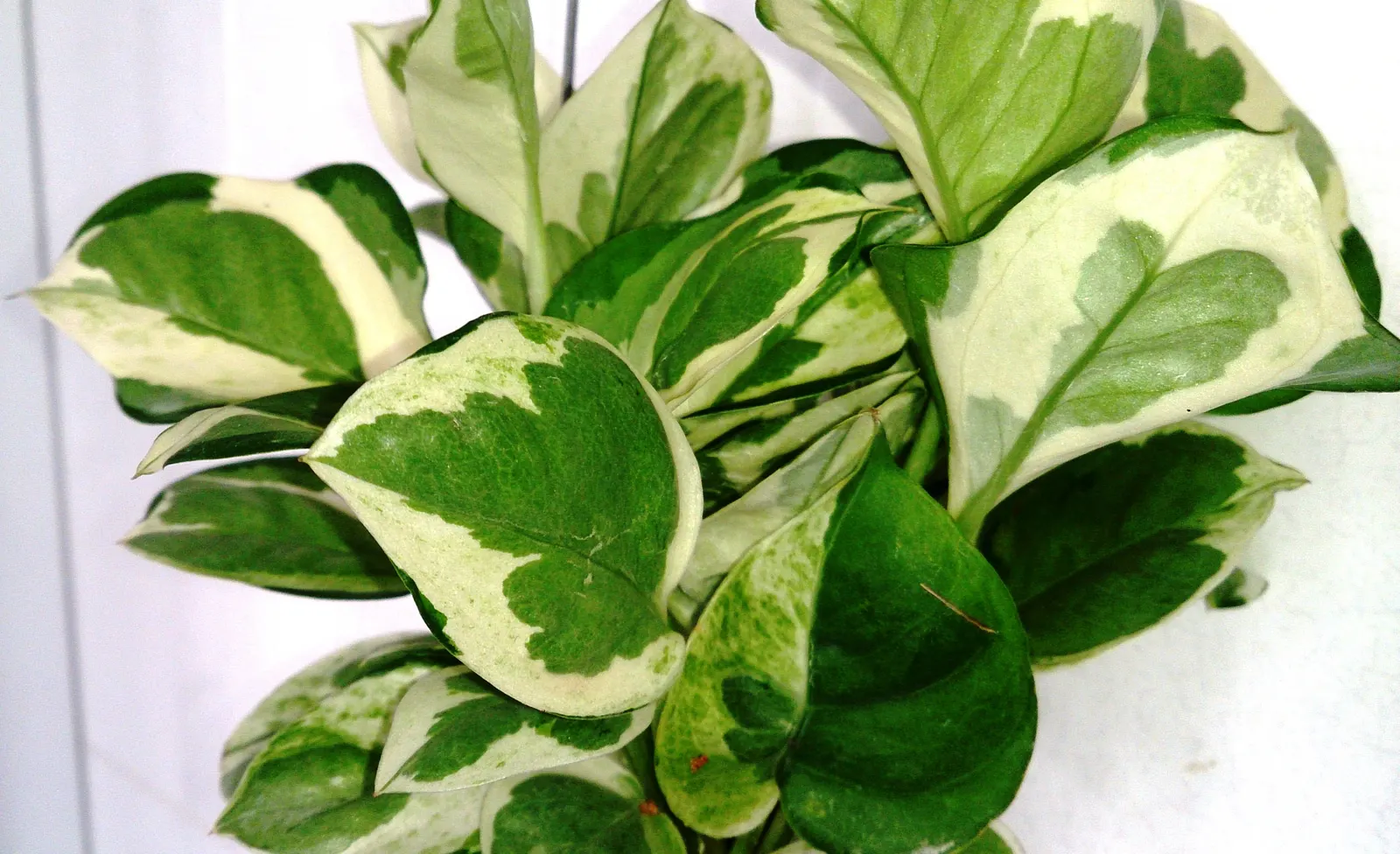 Pothos (Epipremnum Aureum) — perennial / vine for deep shade or half or shade; or trained along trellises and walls, image 152