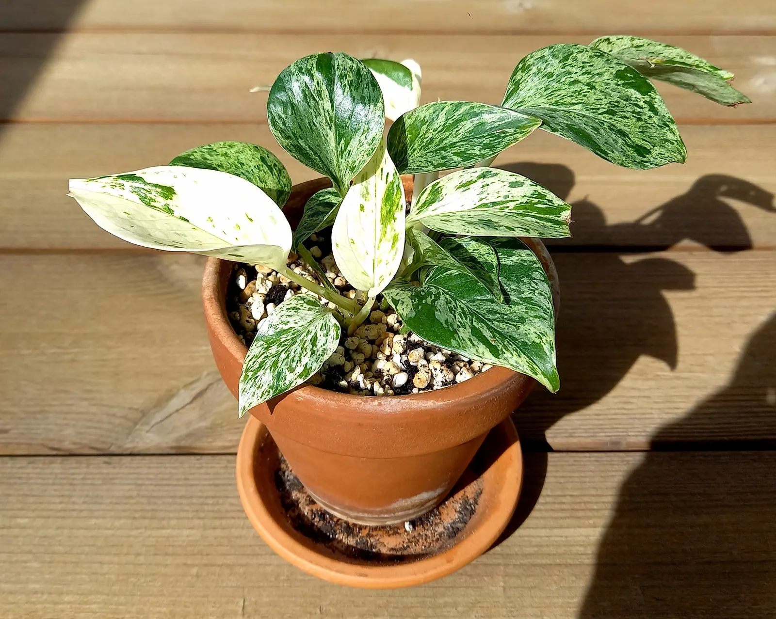 Pothos (Epipremnum Aureum) — which makes it exceptionally accommodating in a variety of landscape designs; this hardy species can grow vines over, image 161