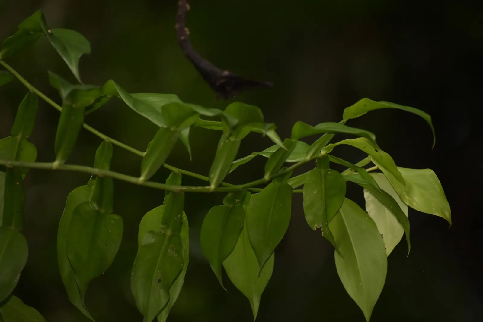Pothos (Epipremnum Aureum) — A perfect accent in hanging baskets or climbing on structures when provided support; regular pruning can help maintain its size
