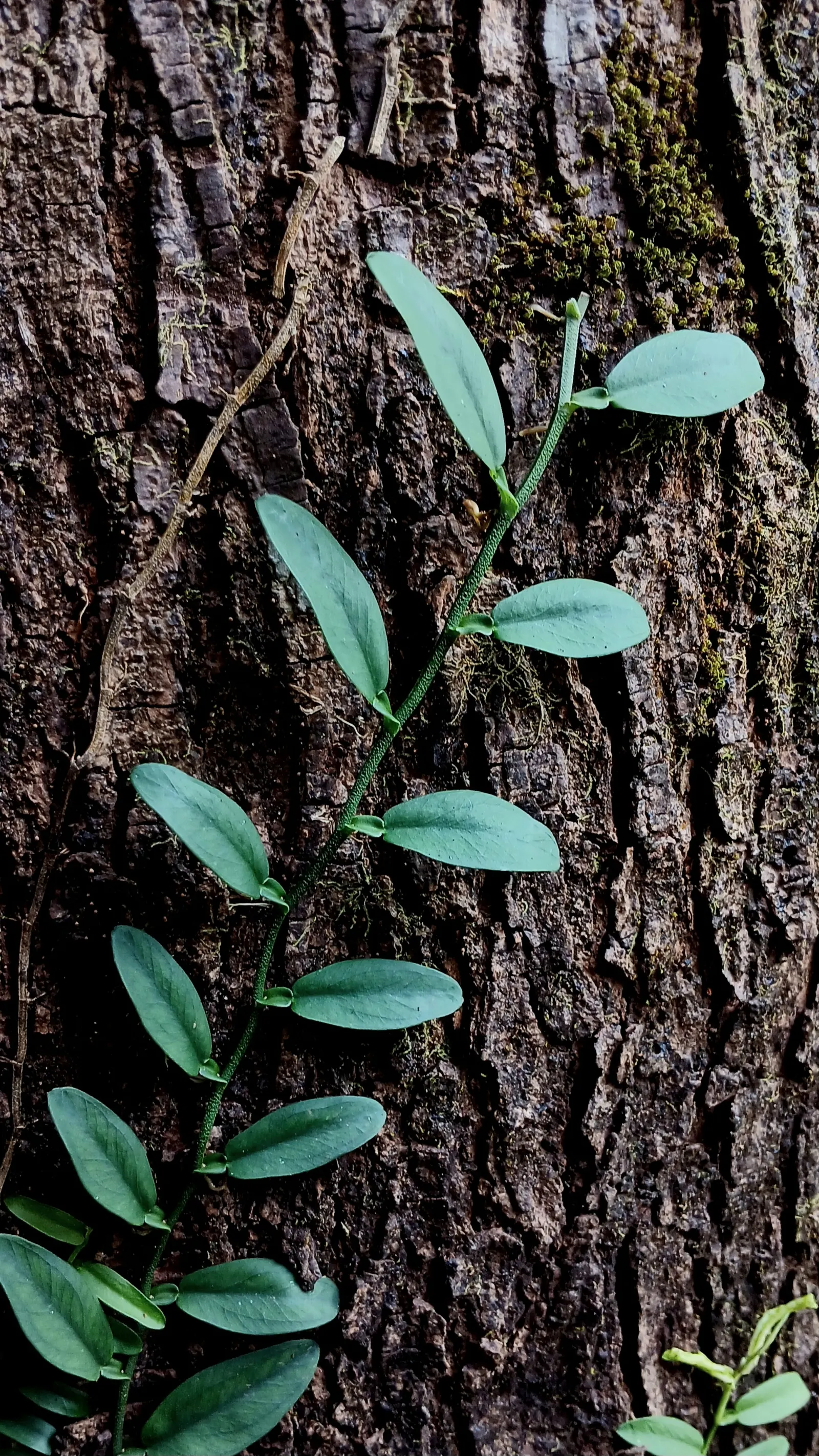 Pothos (Epipremnum Aureum) — This hardy species can grow vines over 10 feet long under ideal conditions, but can be pruned for tidiness; green, image 41
