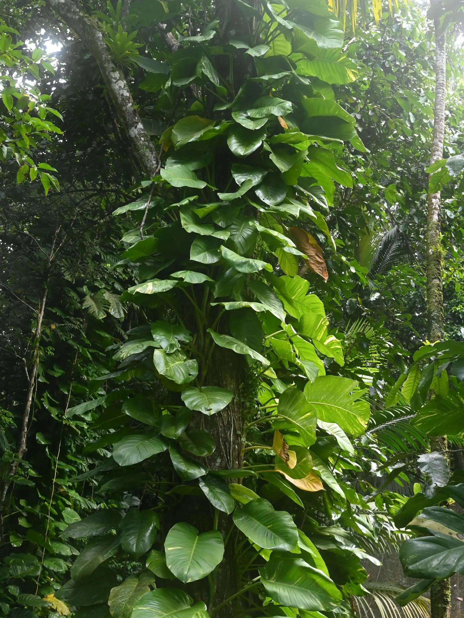 Pothos (Epipremnum Aureum) — Pothos (Epipremnum aureum), a versatile trailing evergreen, is a staple for indoor spaces; it prefers well-draining, image 134